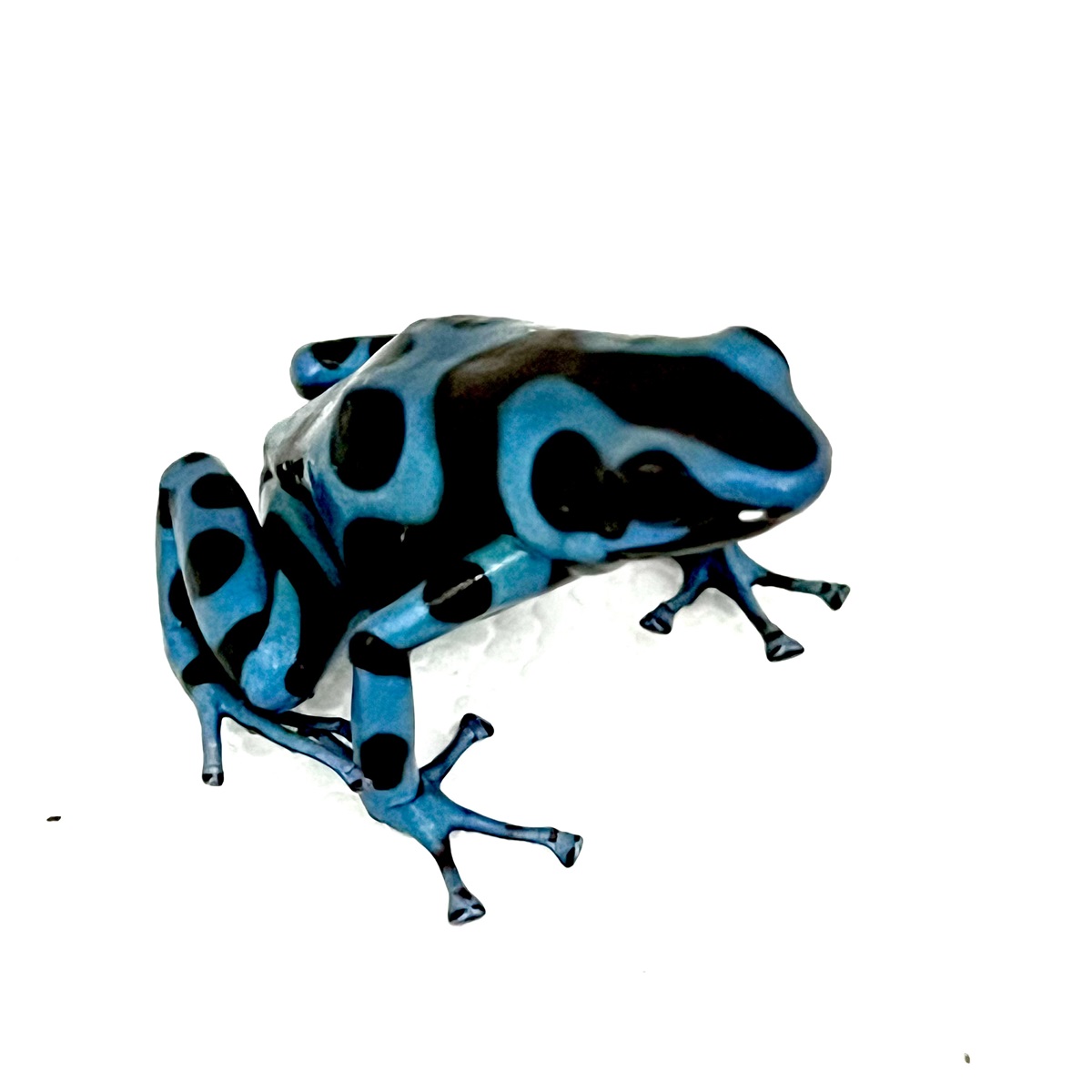 Dendrobates auratus Super Blue