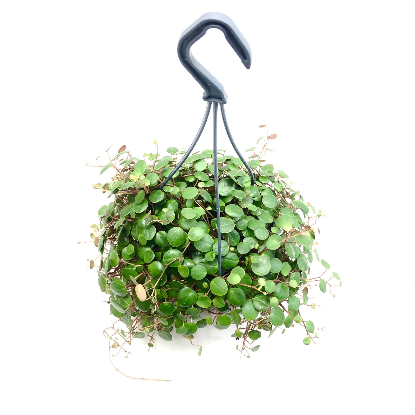 Peperomia pepperspot green Coins