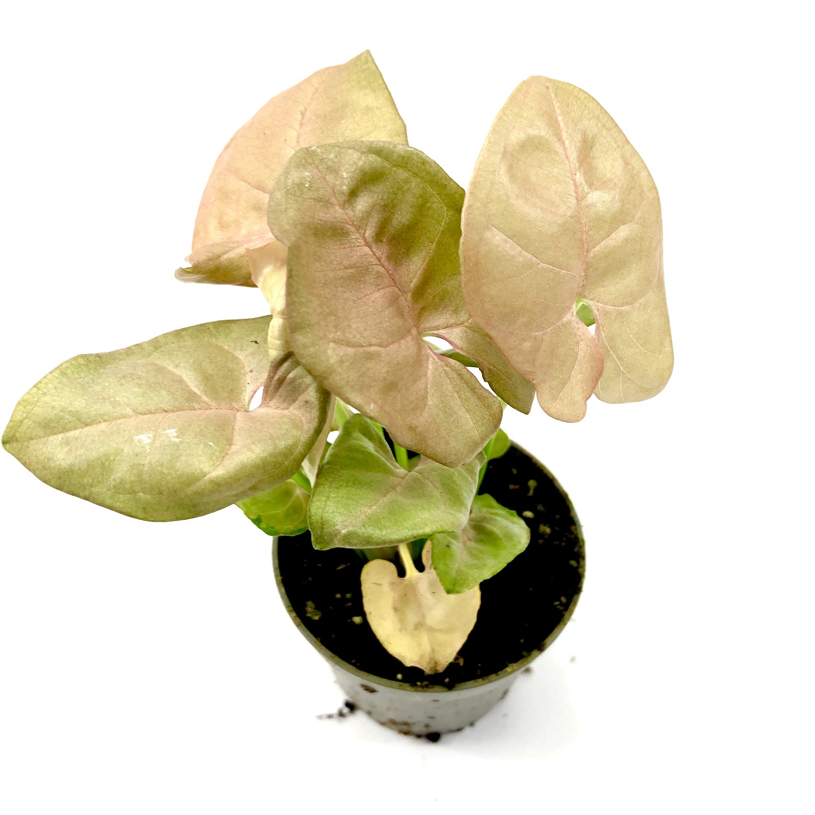 Syngonium podophyllum neon Syngonium podophyllum neon