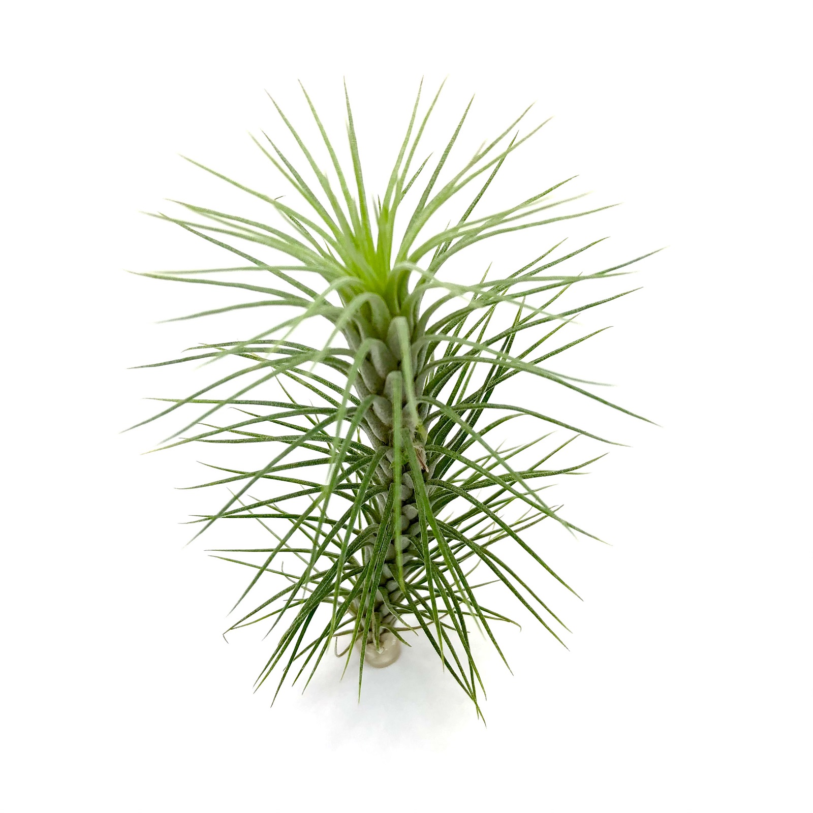 Tillandsia funckiana