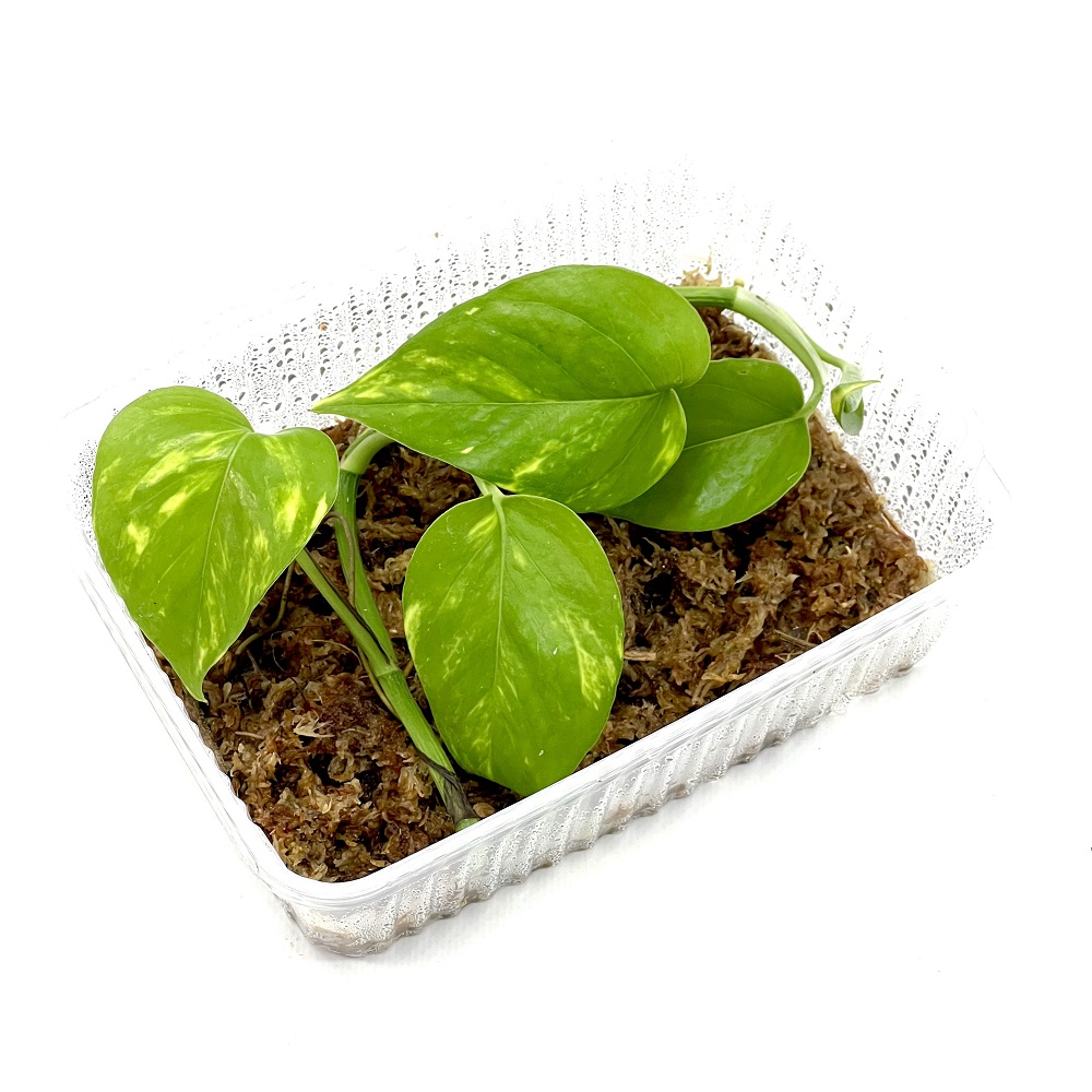 Efeutute Invitro Epipremnum aureum 