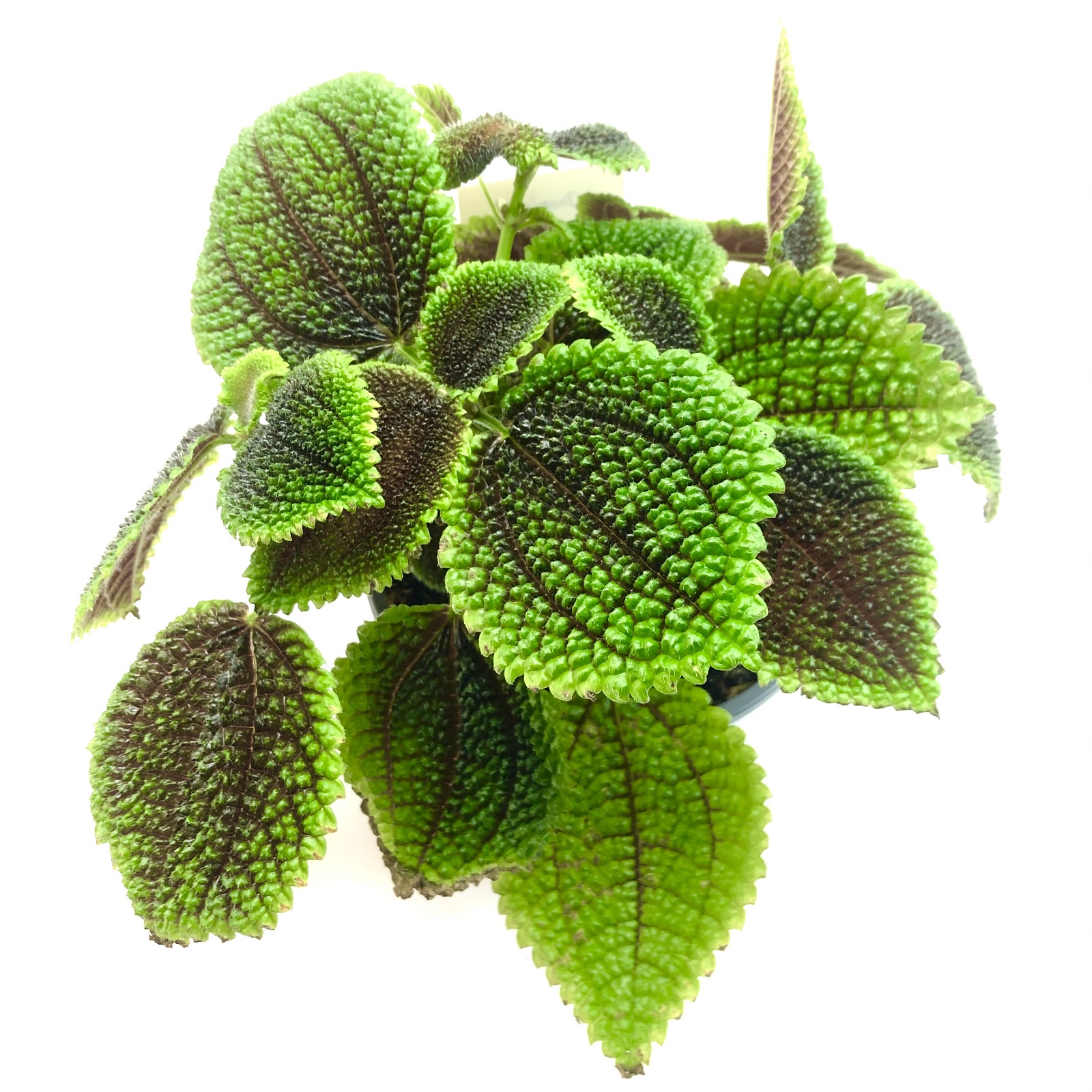 Coleus sp.