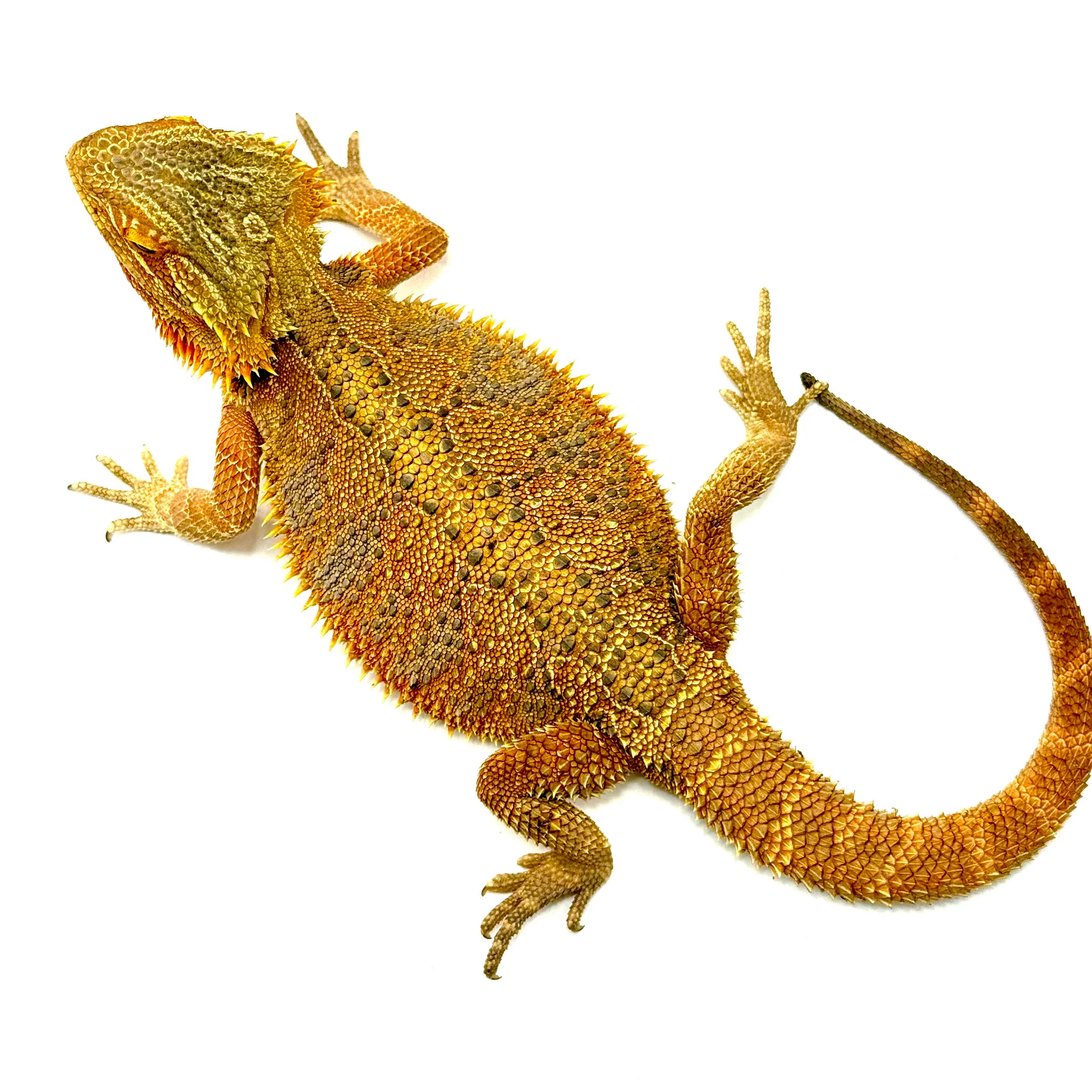 Red Orange
