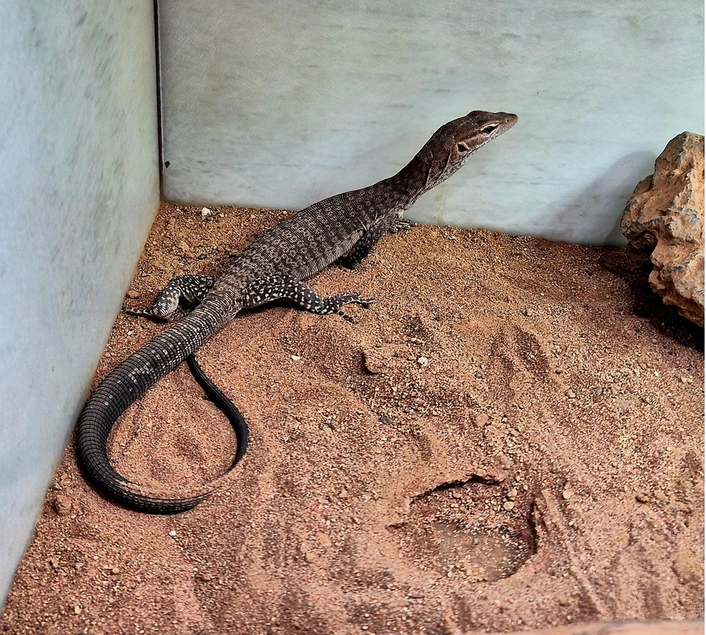Trauerwaran Varanus tristis