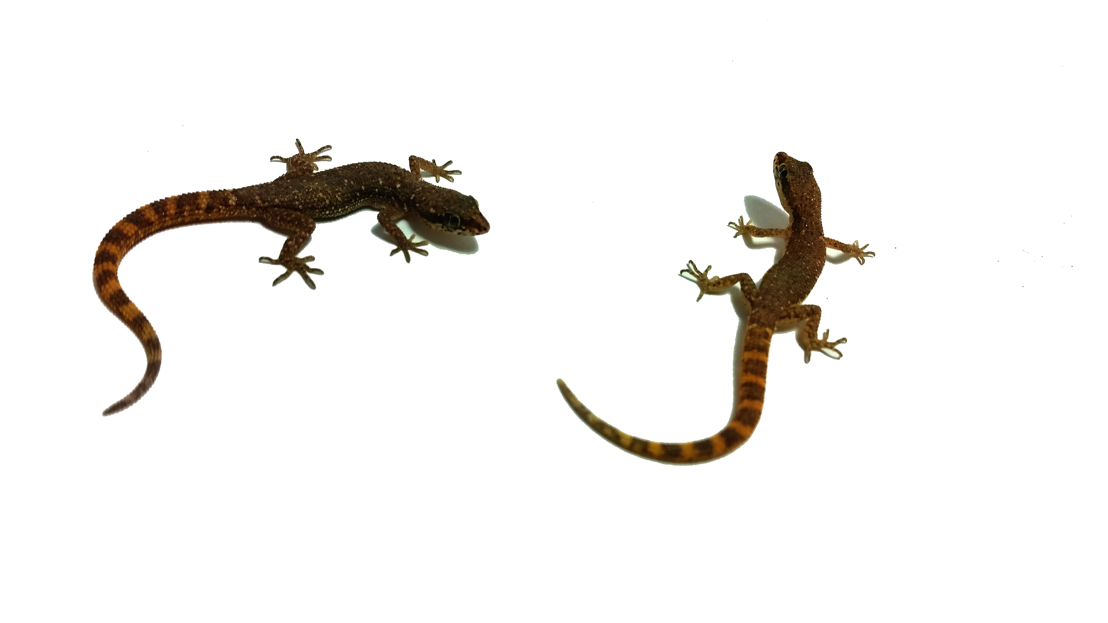 Tropiocolotes tripolitanus