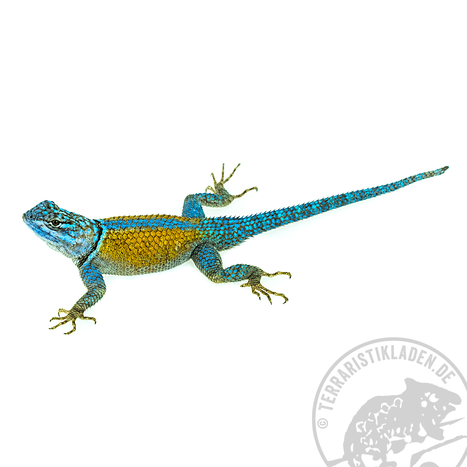 Sceloporus minor Stachelleguan