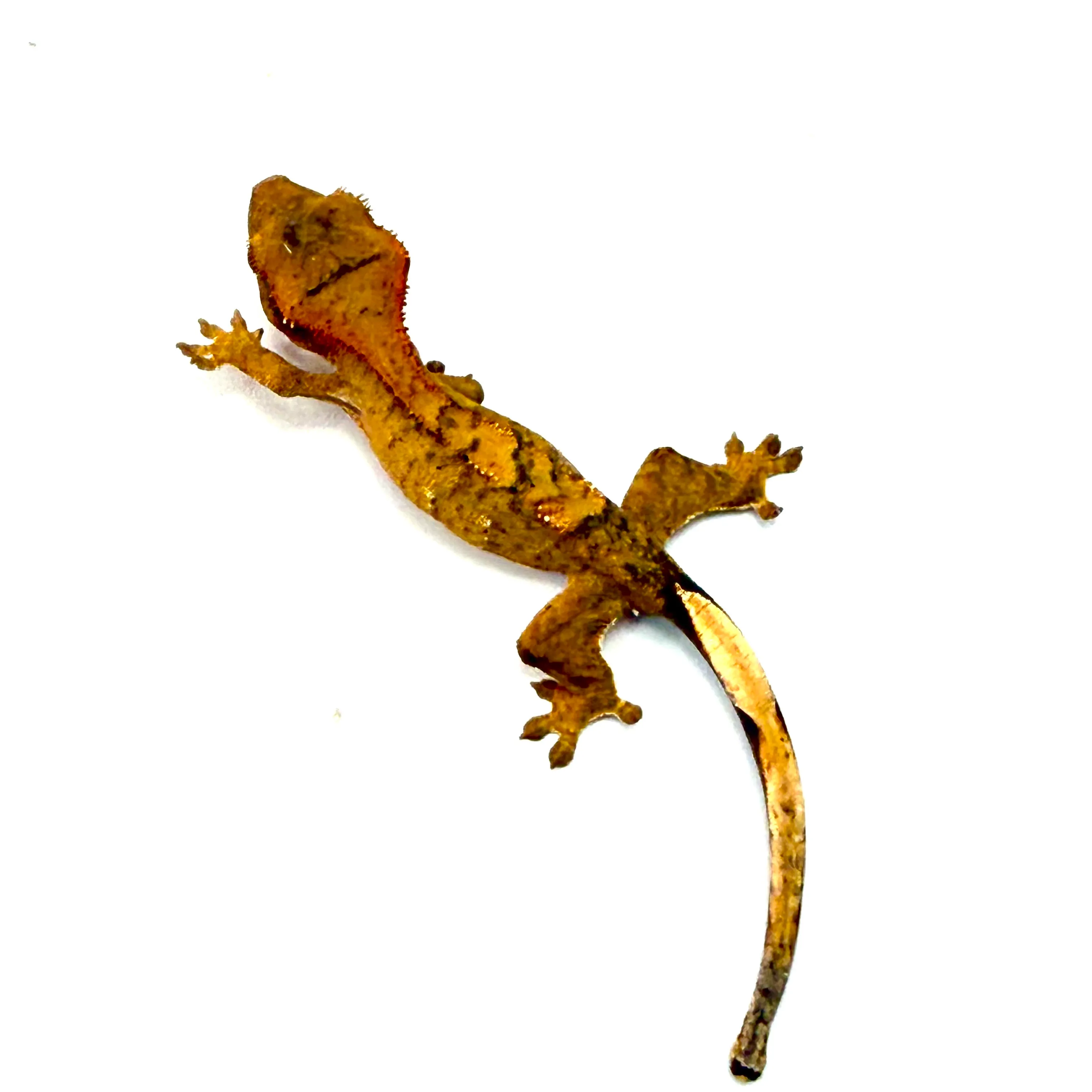 Brindle Kronengecko