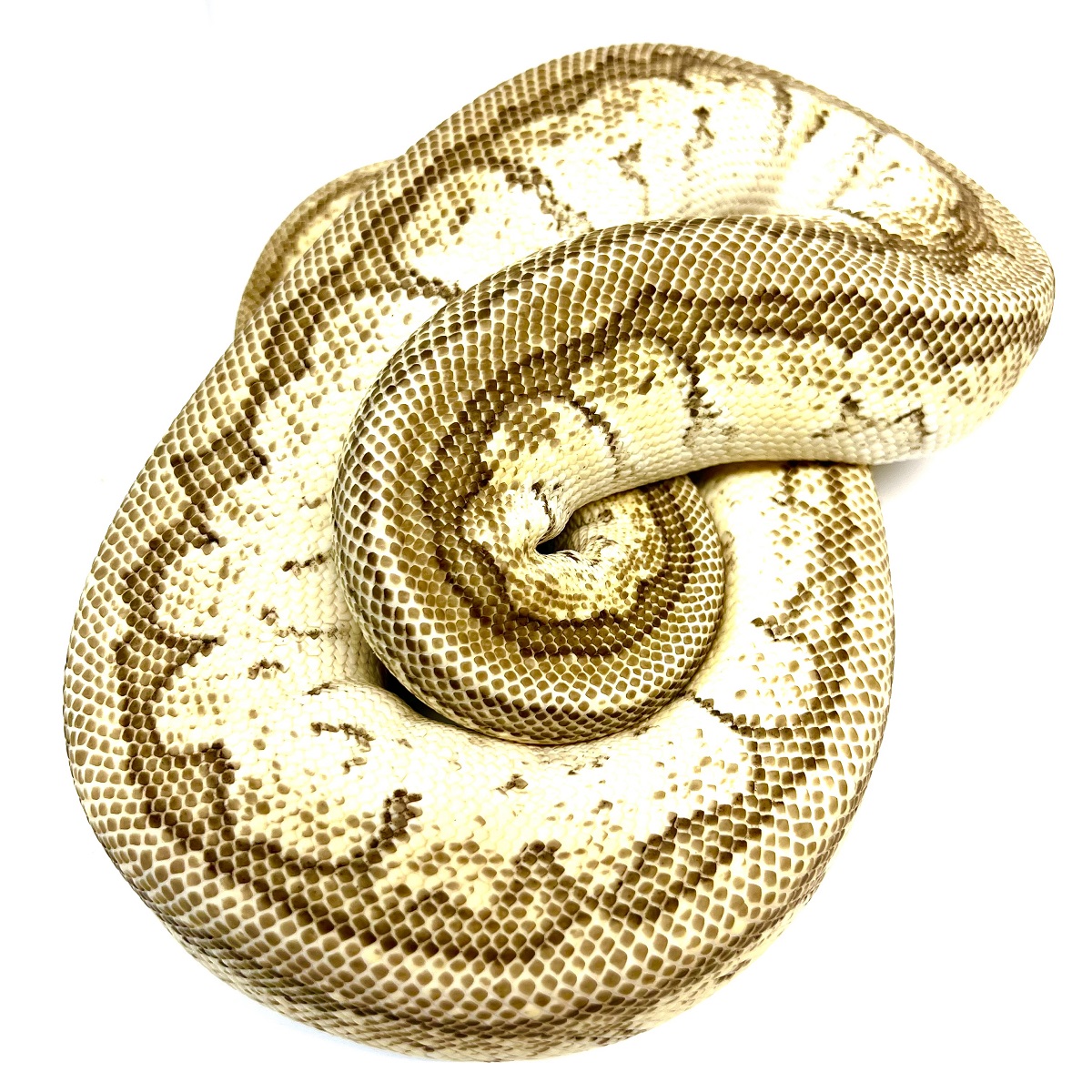 Orange Dream Mojave Pinstripe Pastel het Clown