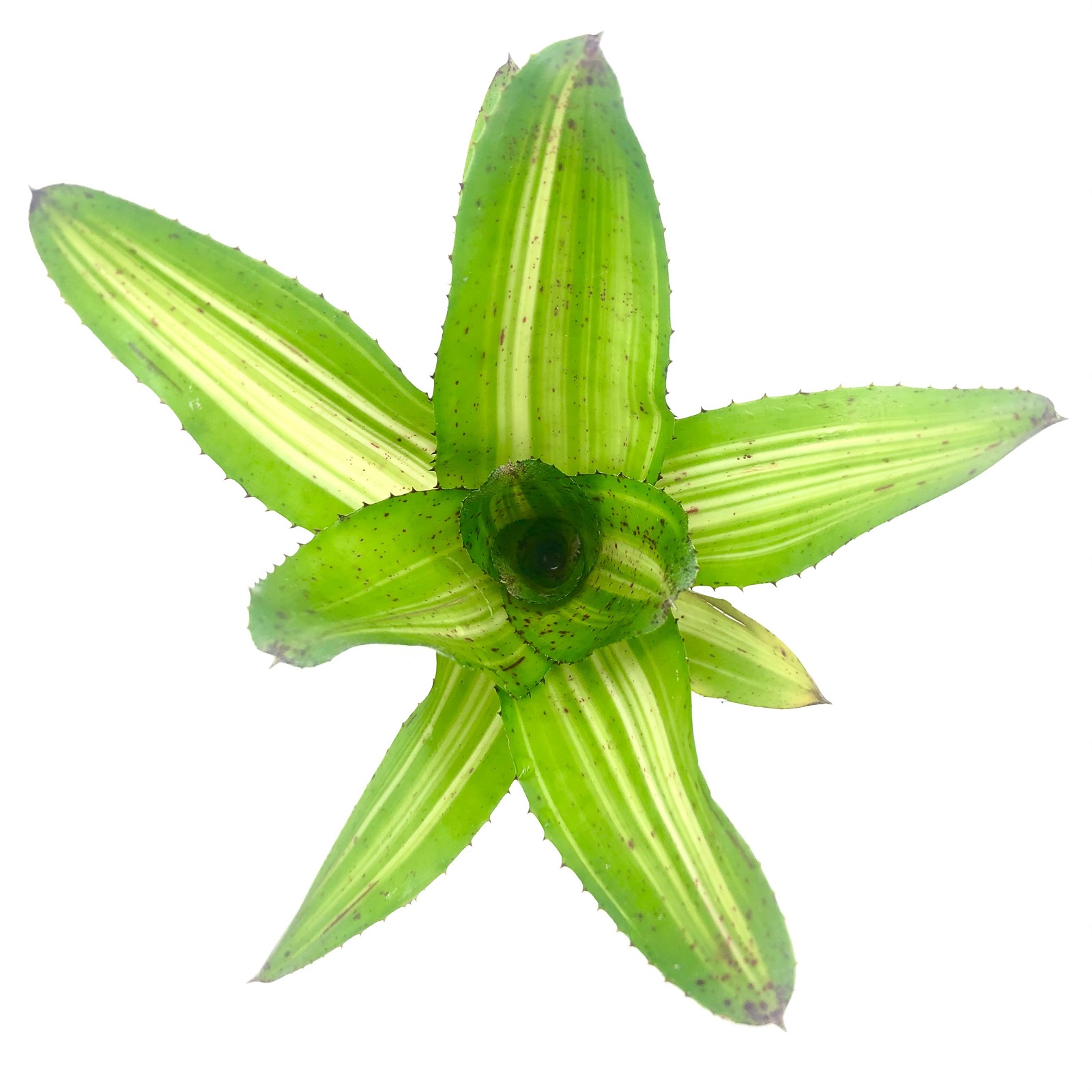 Neoregelia antigone variegata