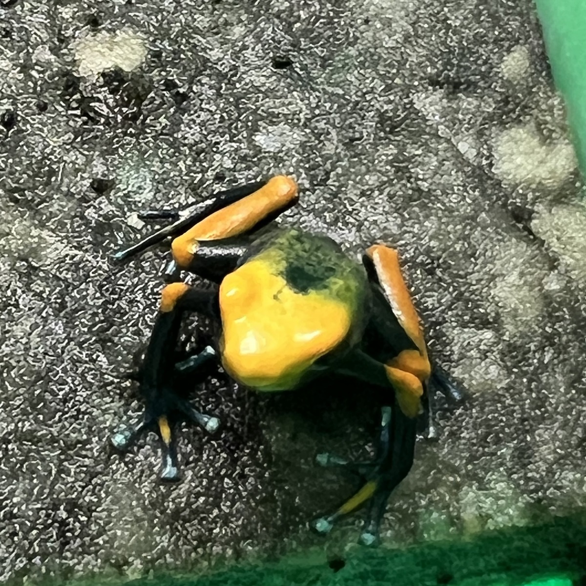 Dendrobates tinctorius tumucumaque