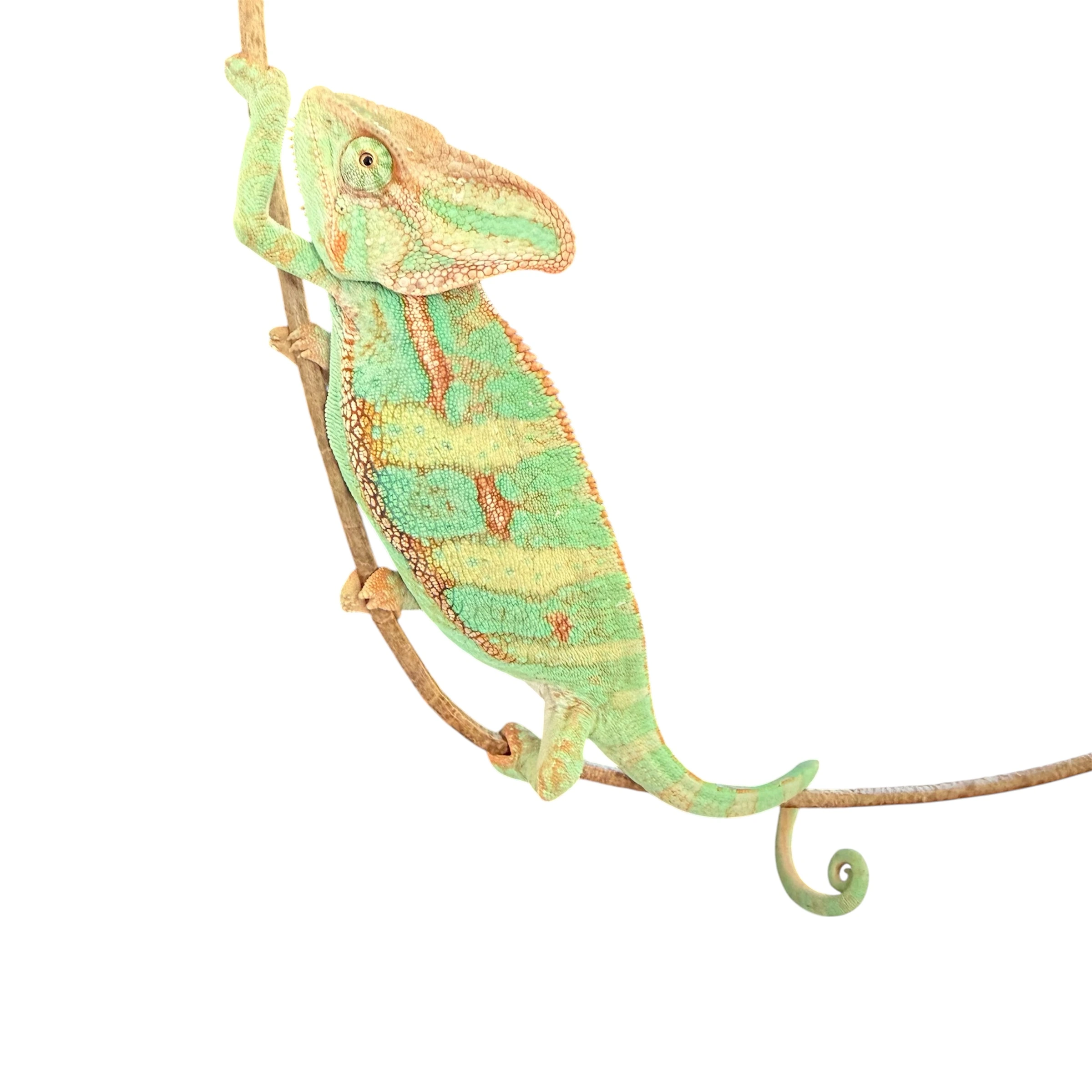 Chamaeleo calyptratus - Jemenchamäleon