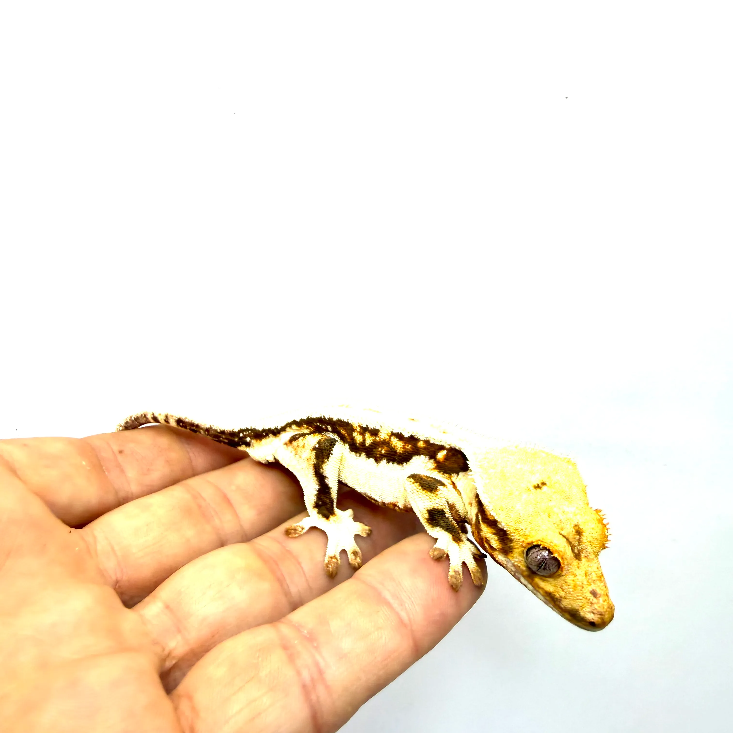 Lilly White Kronengecko