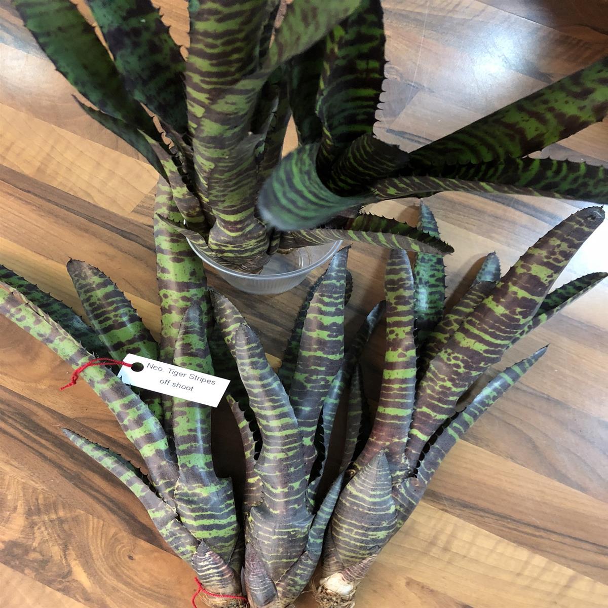 Neoregelia tiger stripes