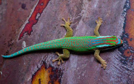 Phelsuma inexpectata - Réunion-Tagesgecko Phelsuma inexpectata - Réunion-Tagesgecko