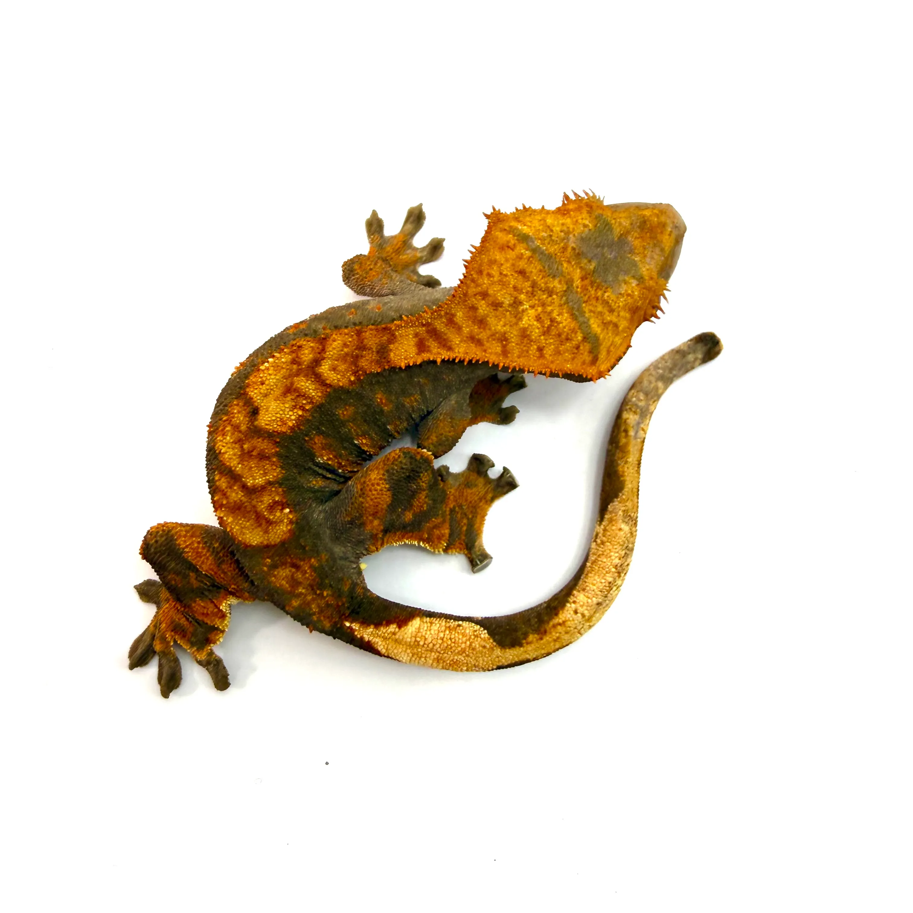 Kronengecko Halloween