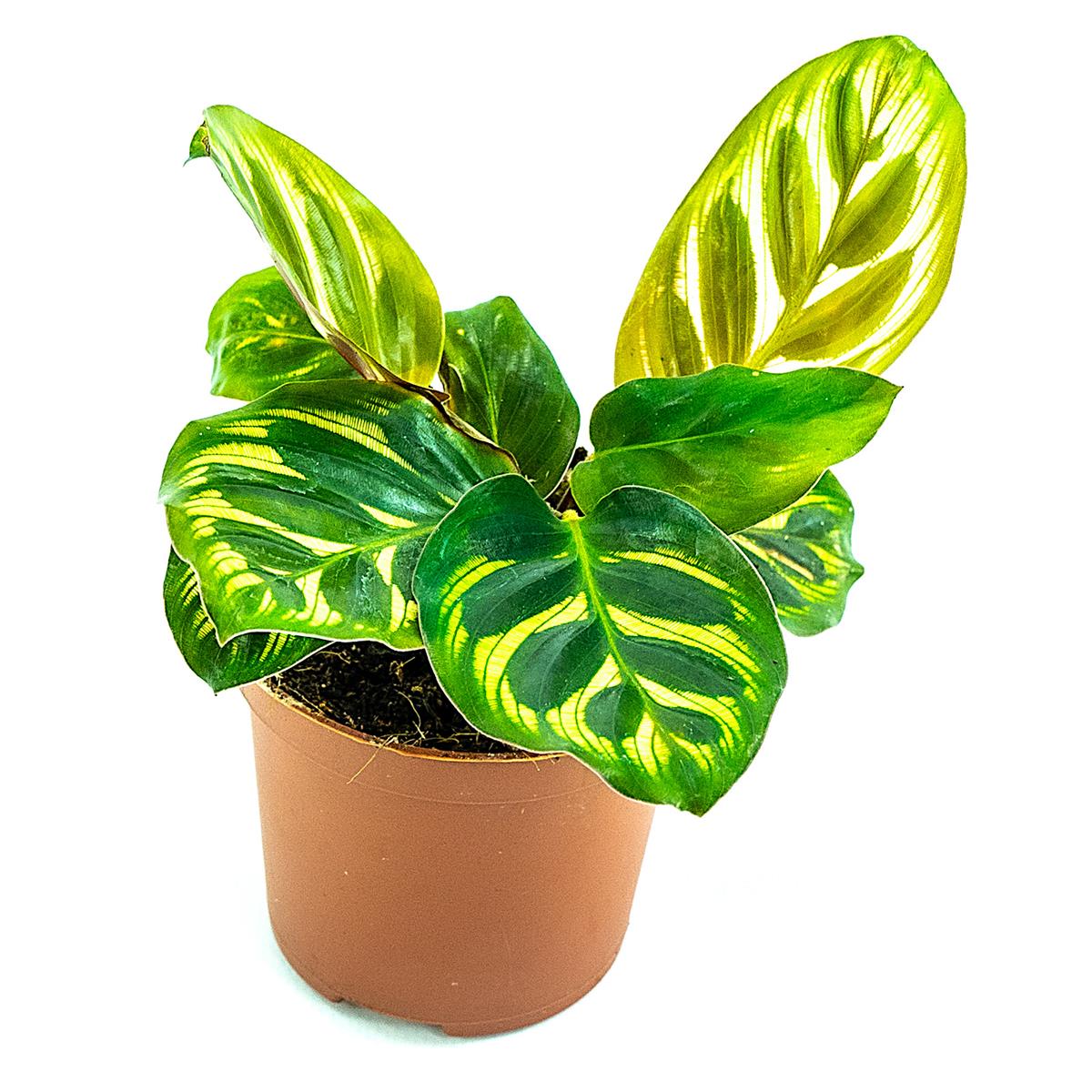 Calathea makoyana 