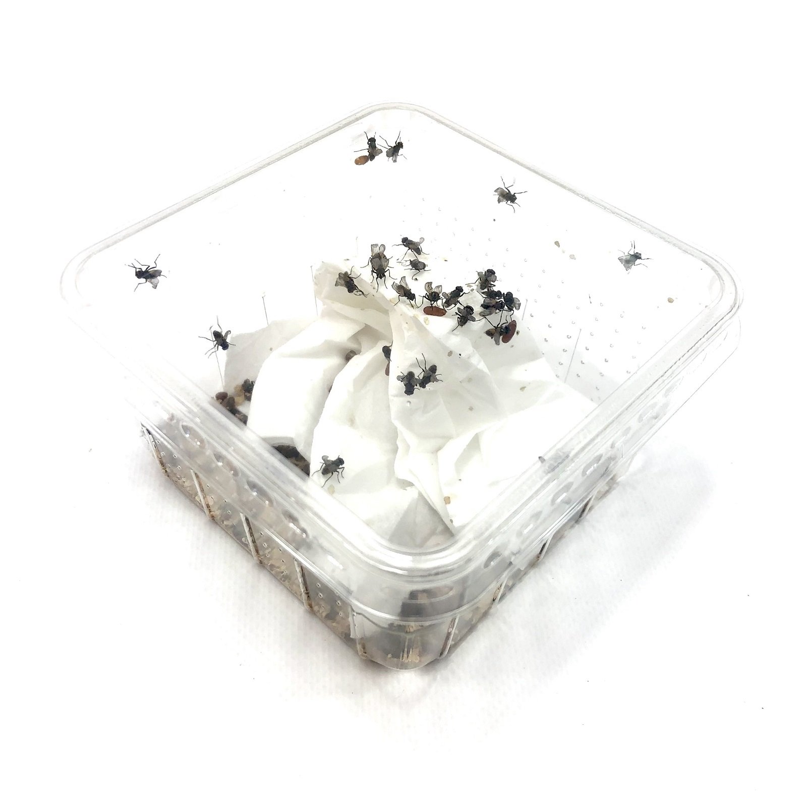 Krullfliege Terfly