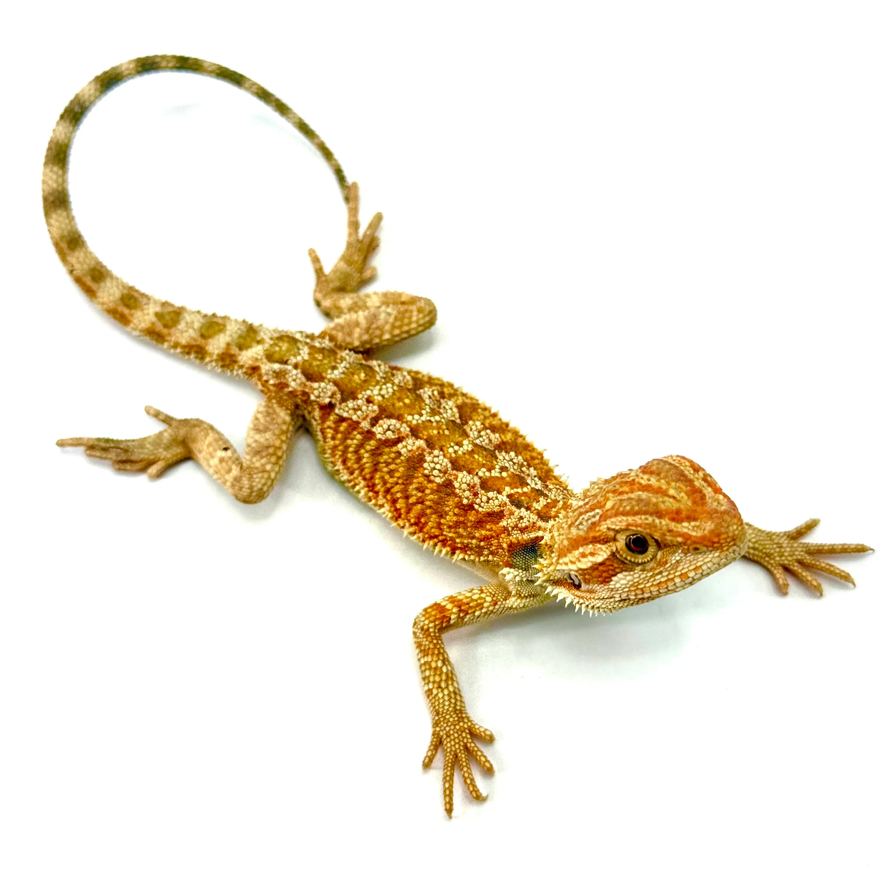 Cawley Red P. vitticeps