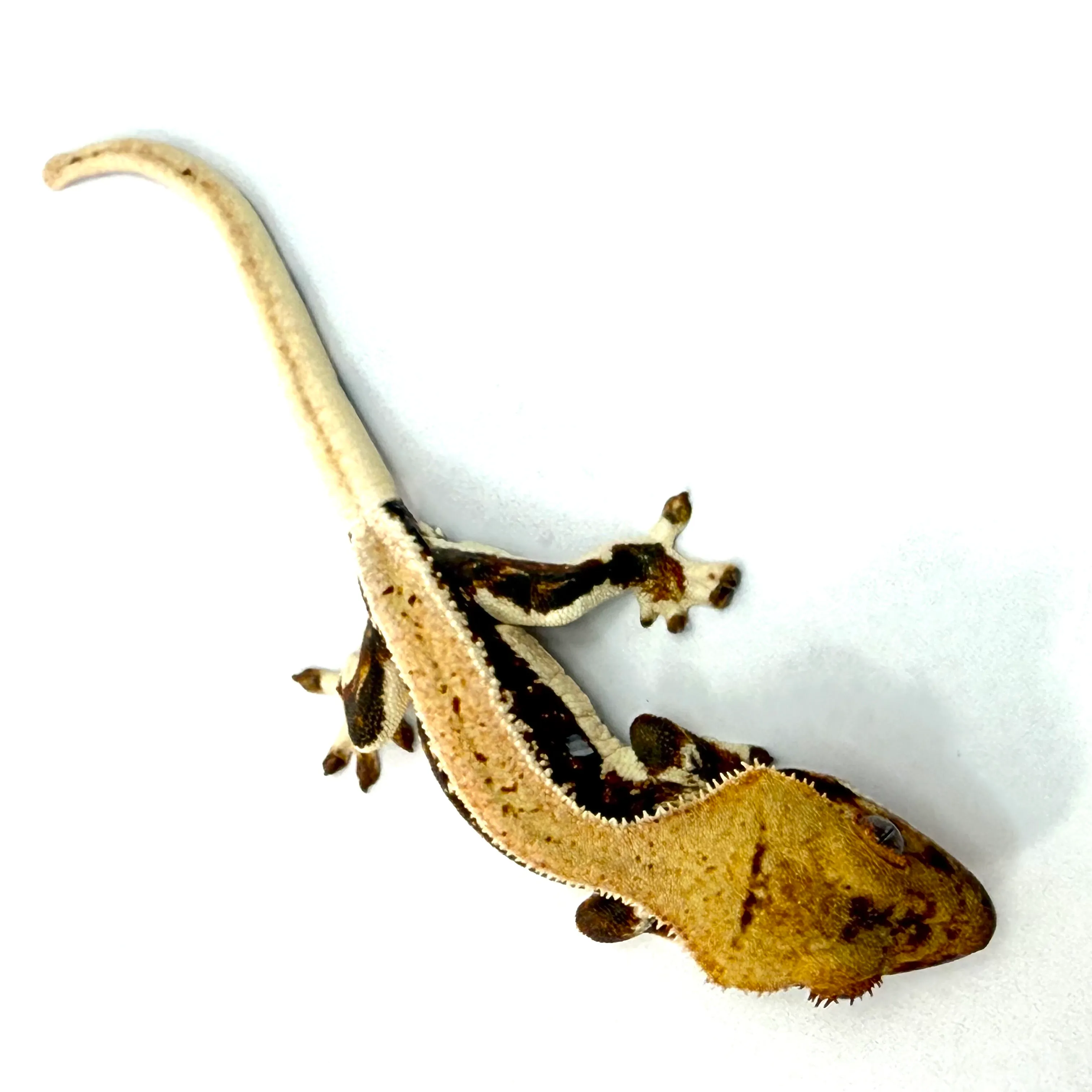 Lilly White Kronengecko