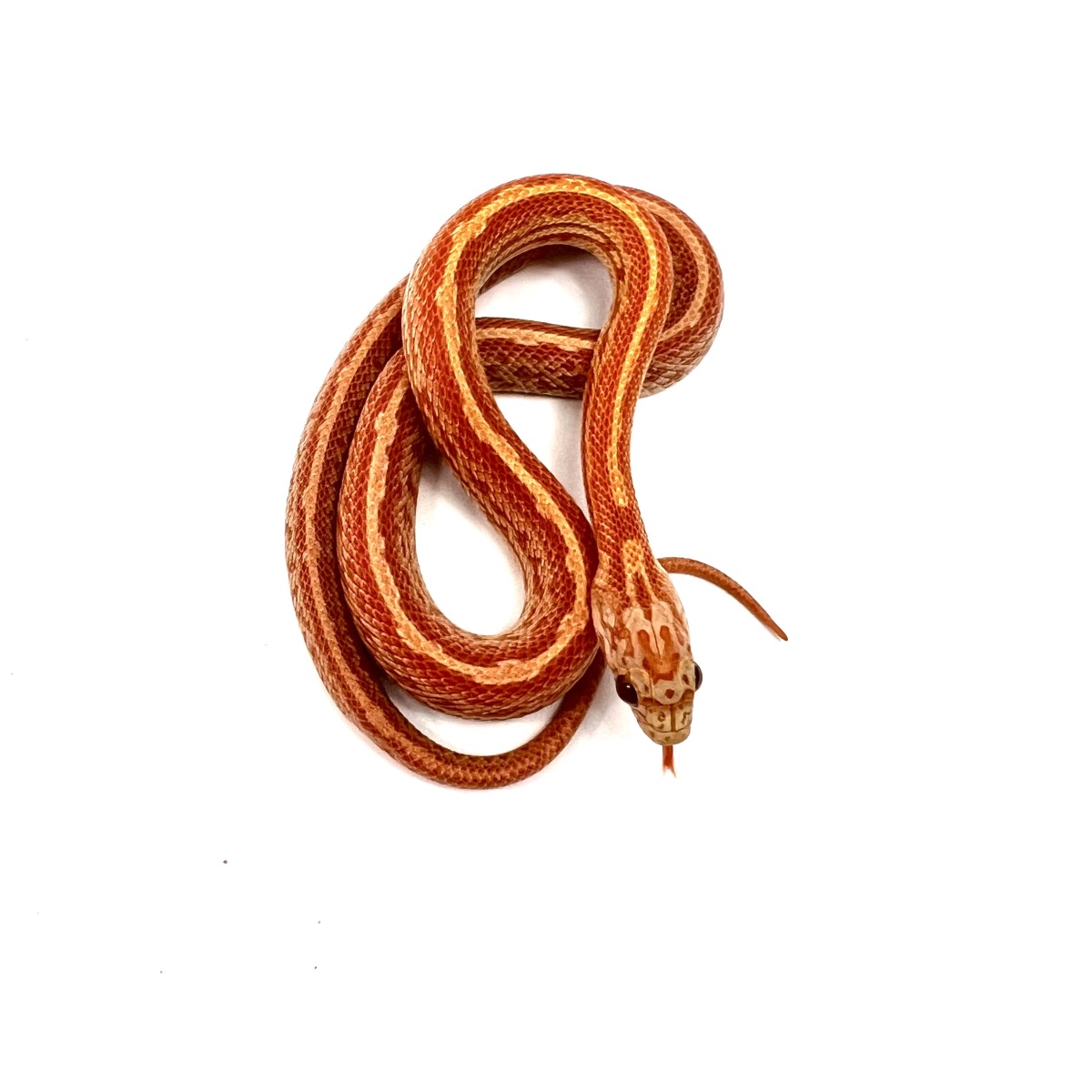 Kornnatter Pantherophis guttatus Hypo Sunkissed Tessera