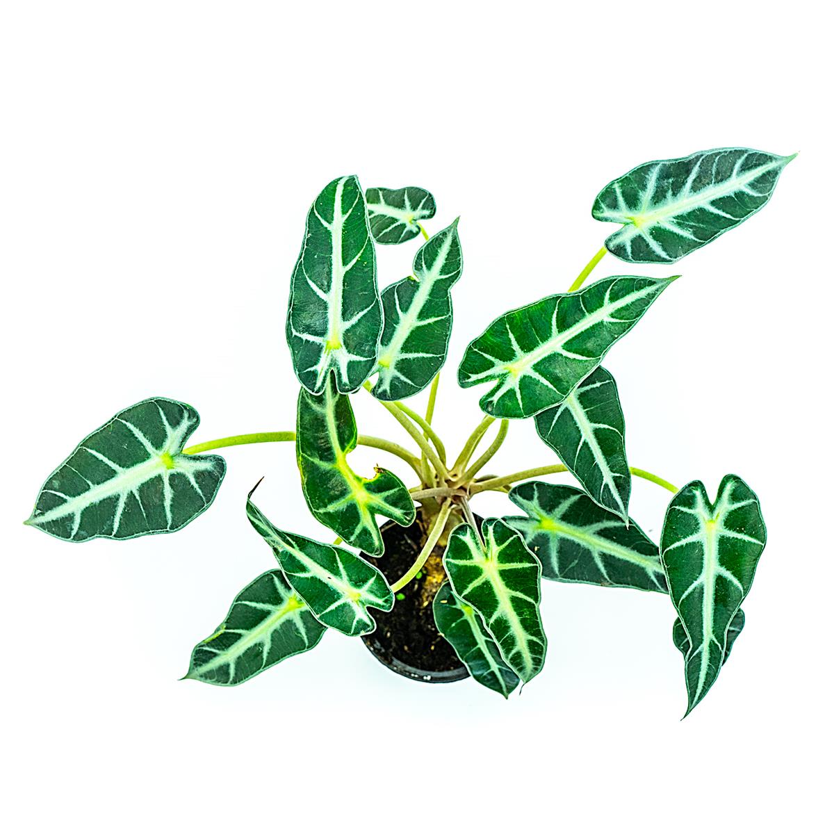 Zwerg Amazonica Alocasia amaconica dwarf