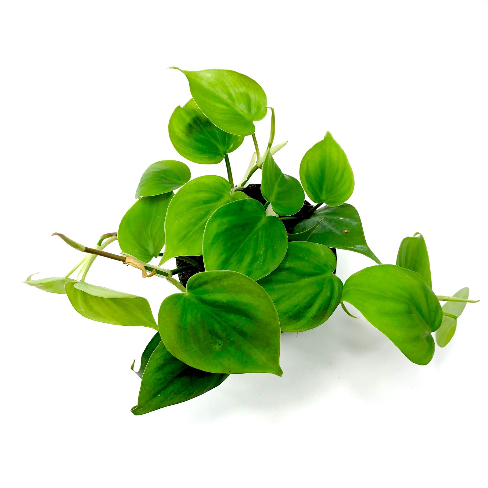 Philodendron scandens