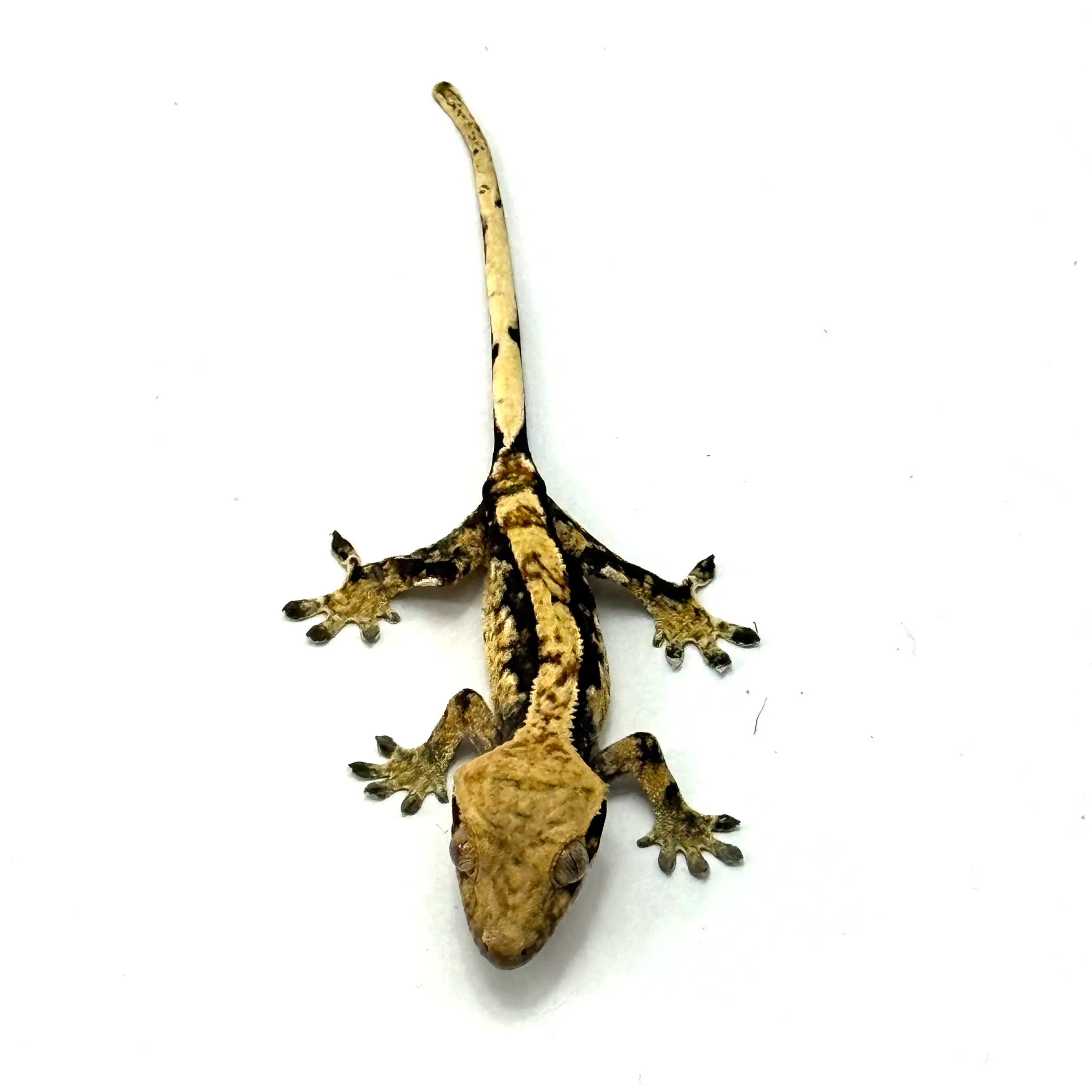 Kronengecko Halloween