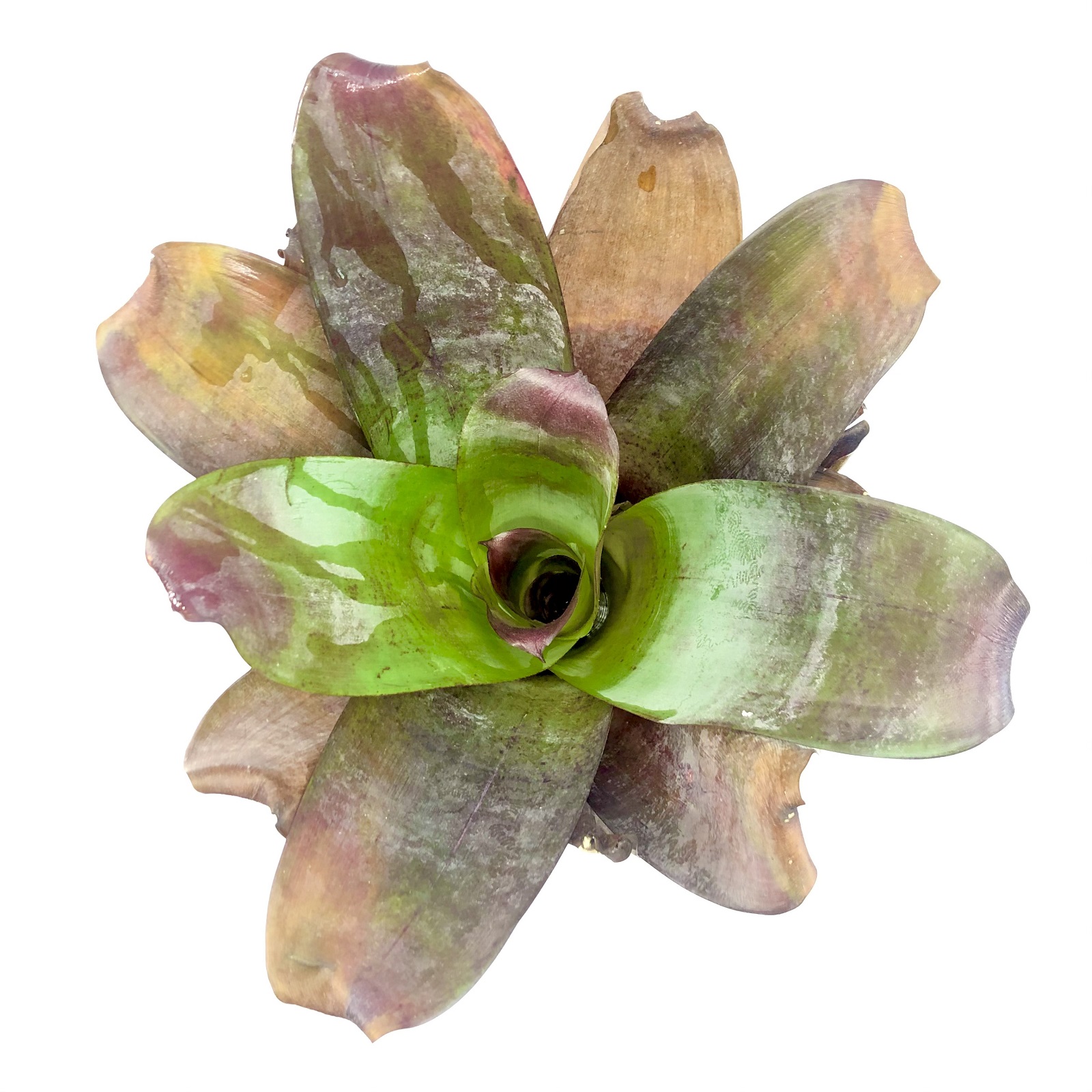 Alcantarea imperialis