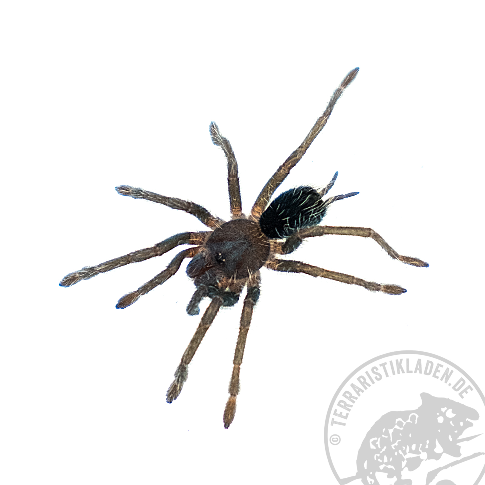 Phormictopus cancerides