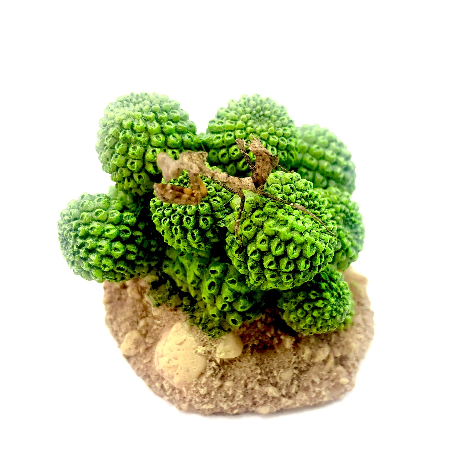 Deroplatys desiccata