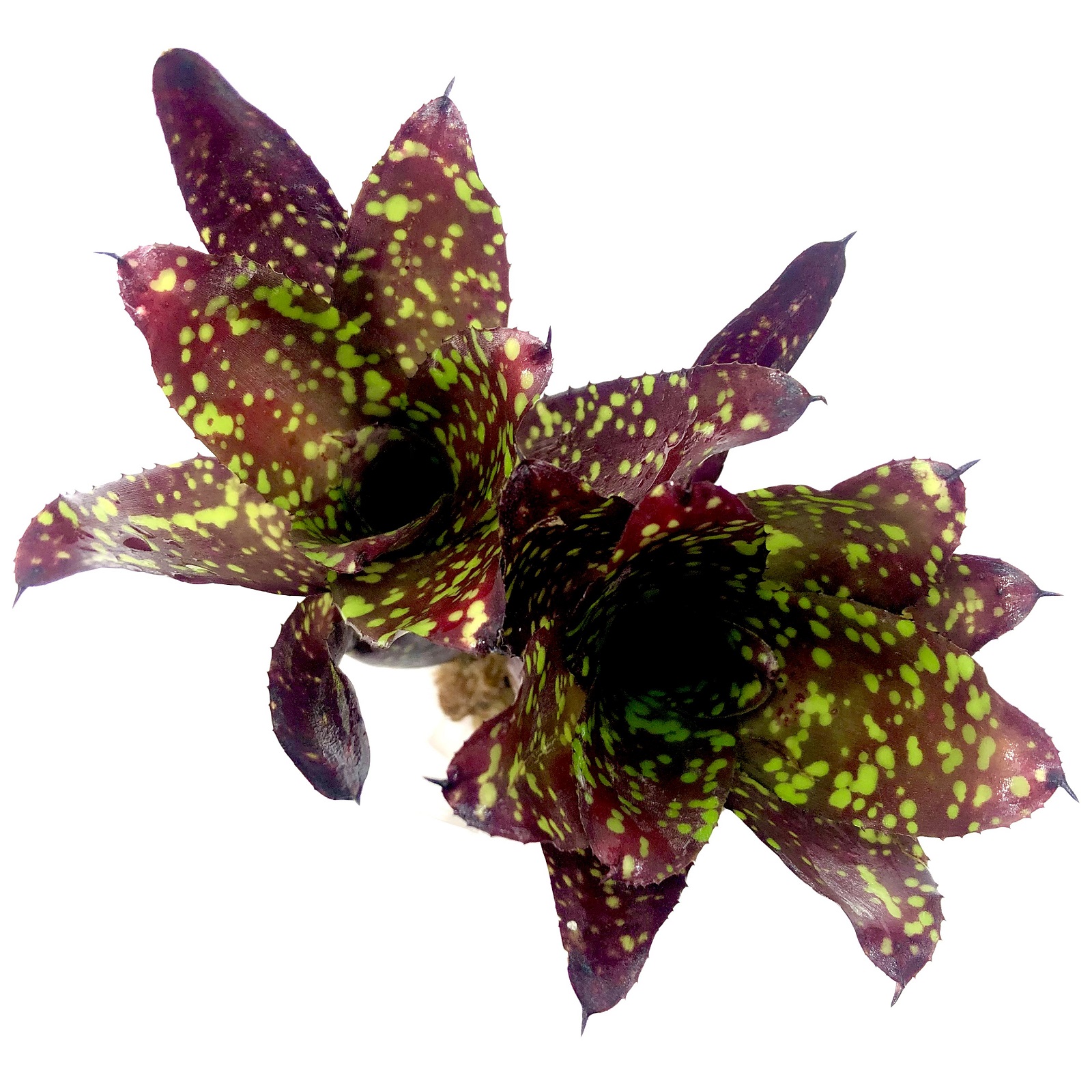 Neoregelia chlorosticta