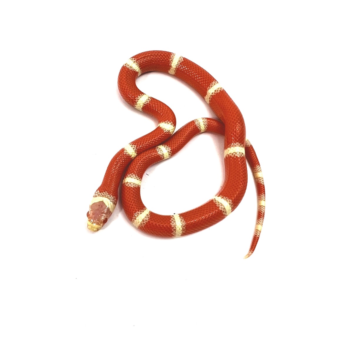 Lampropeltis triangulum Albino