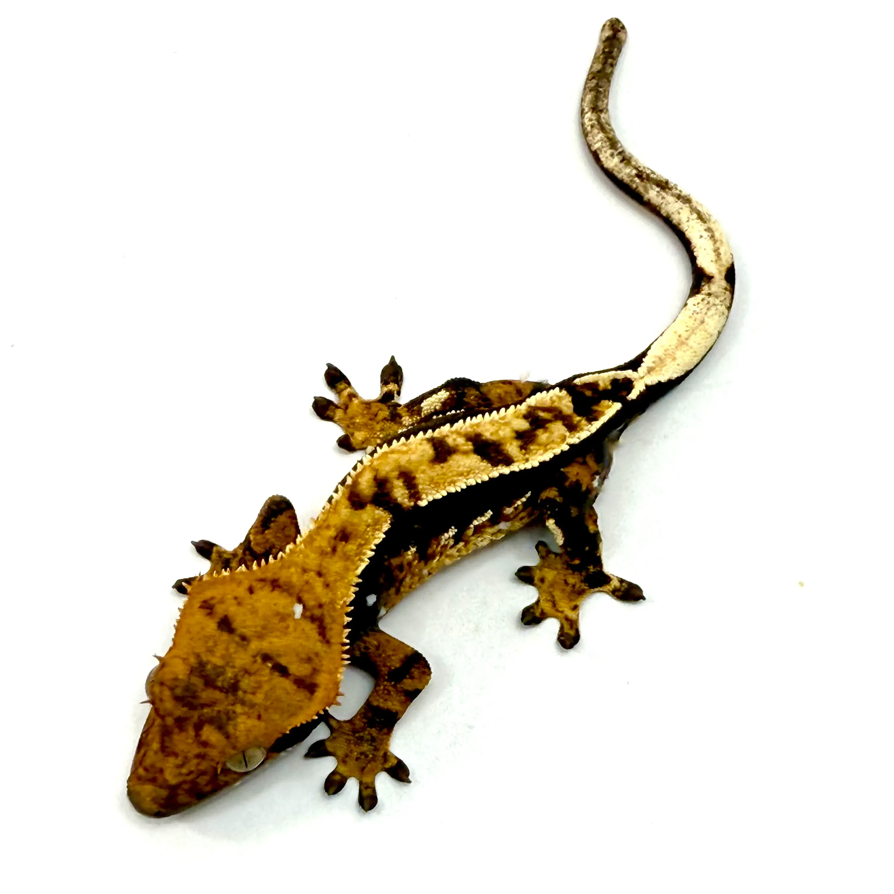 Partial PinstripePortholes Halloween Tricolor Kronengecko