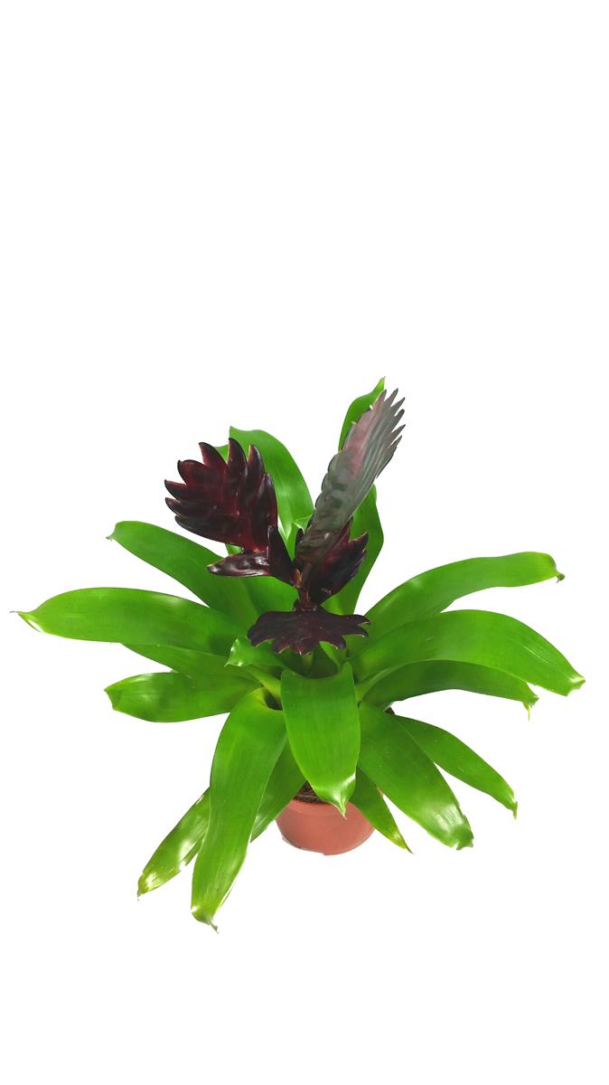 Vriesea spp Violette