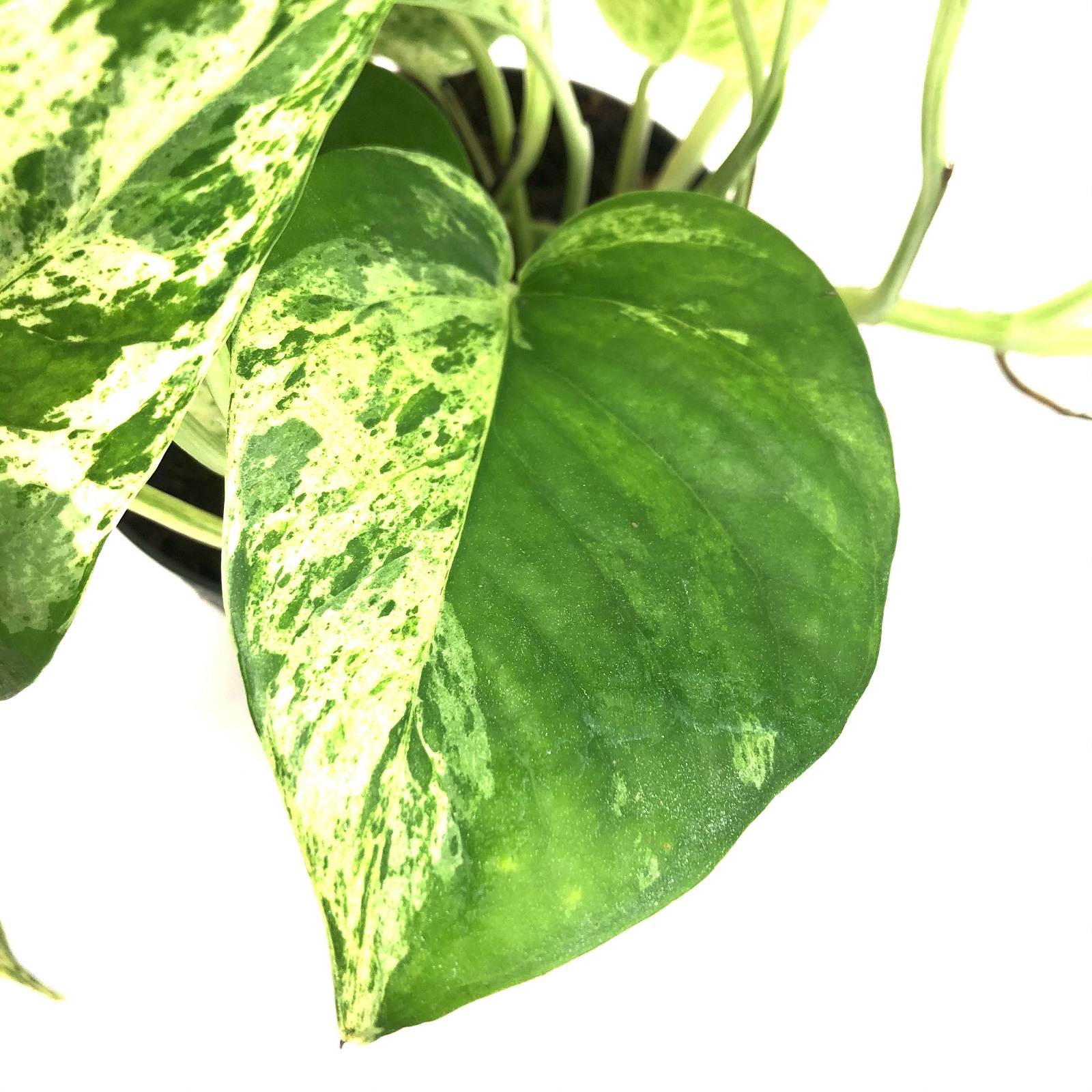 Epipremnum Marble Queen Epipremnum Marble Queen