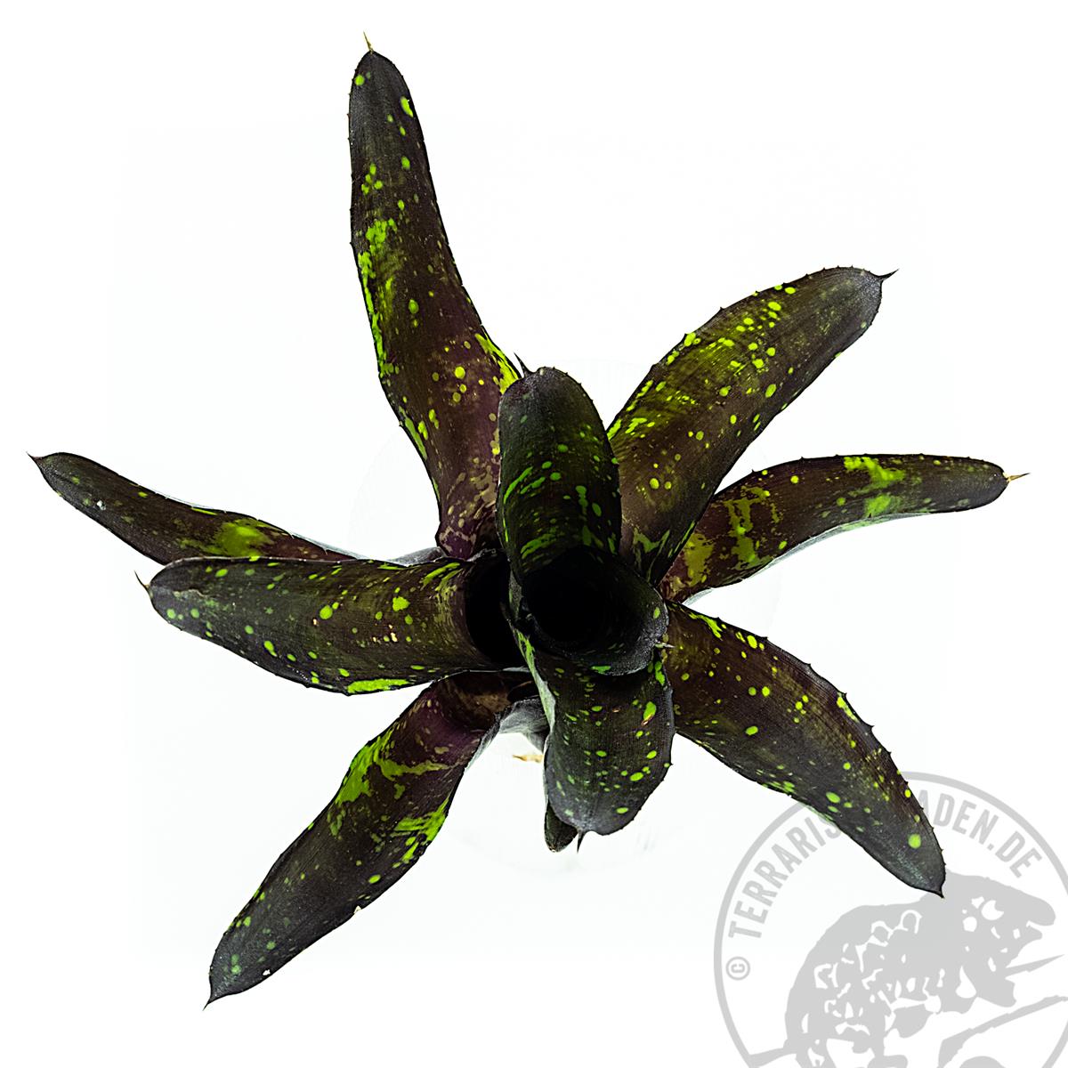 Neoregelia hansen mini