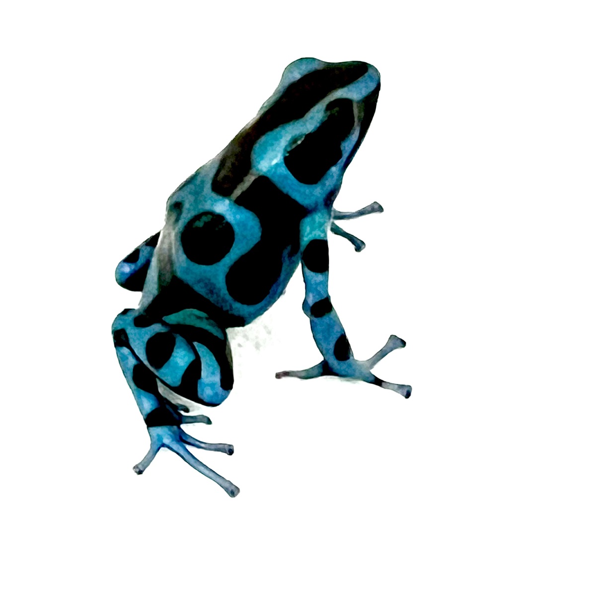 Dendrobates auratus Super Blue