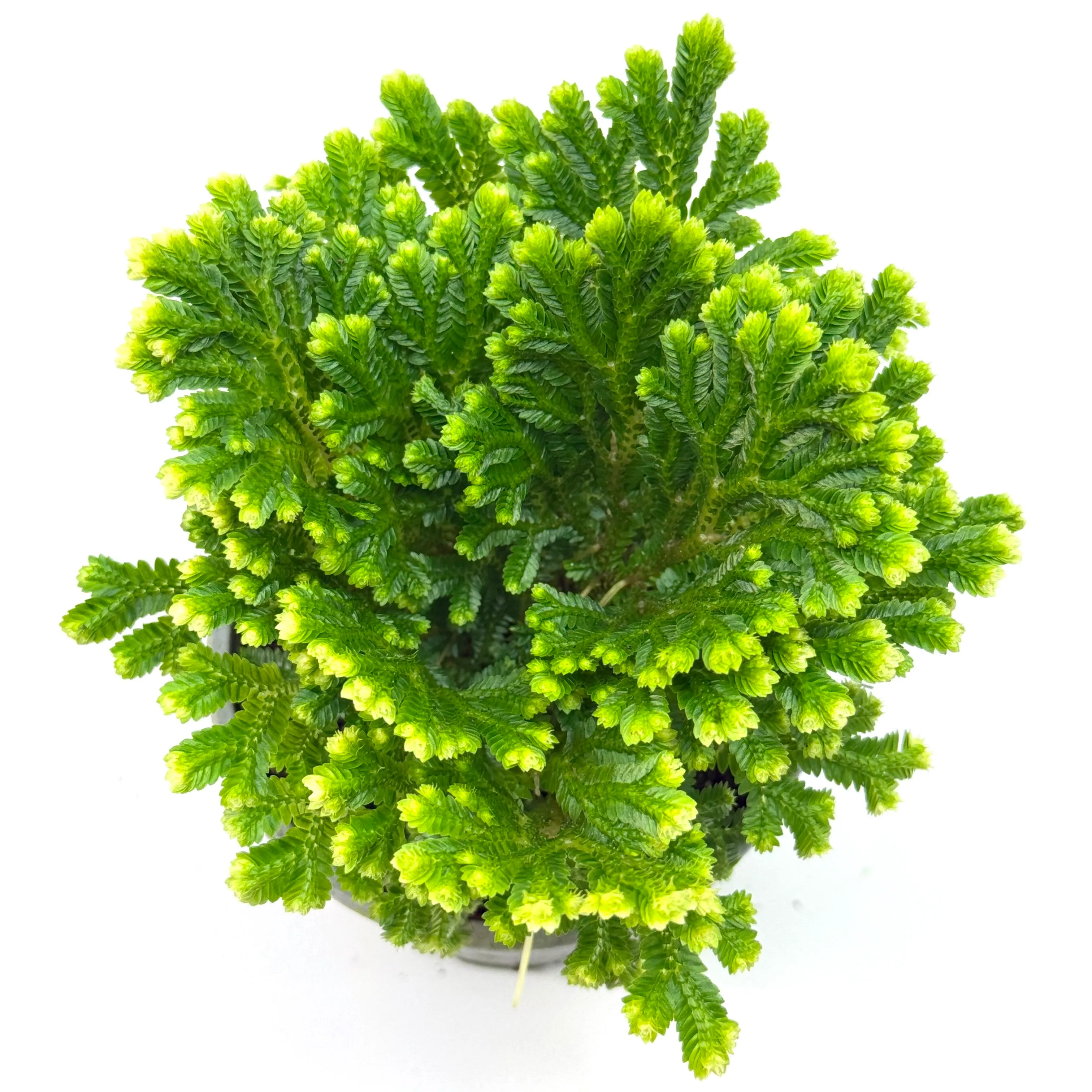 Selaginella martensii variegata Moosfarn