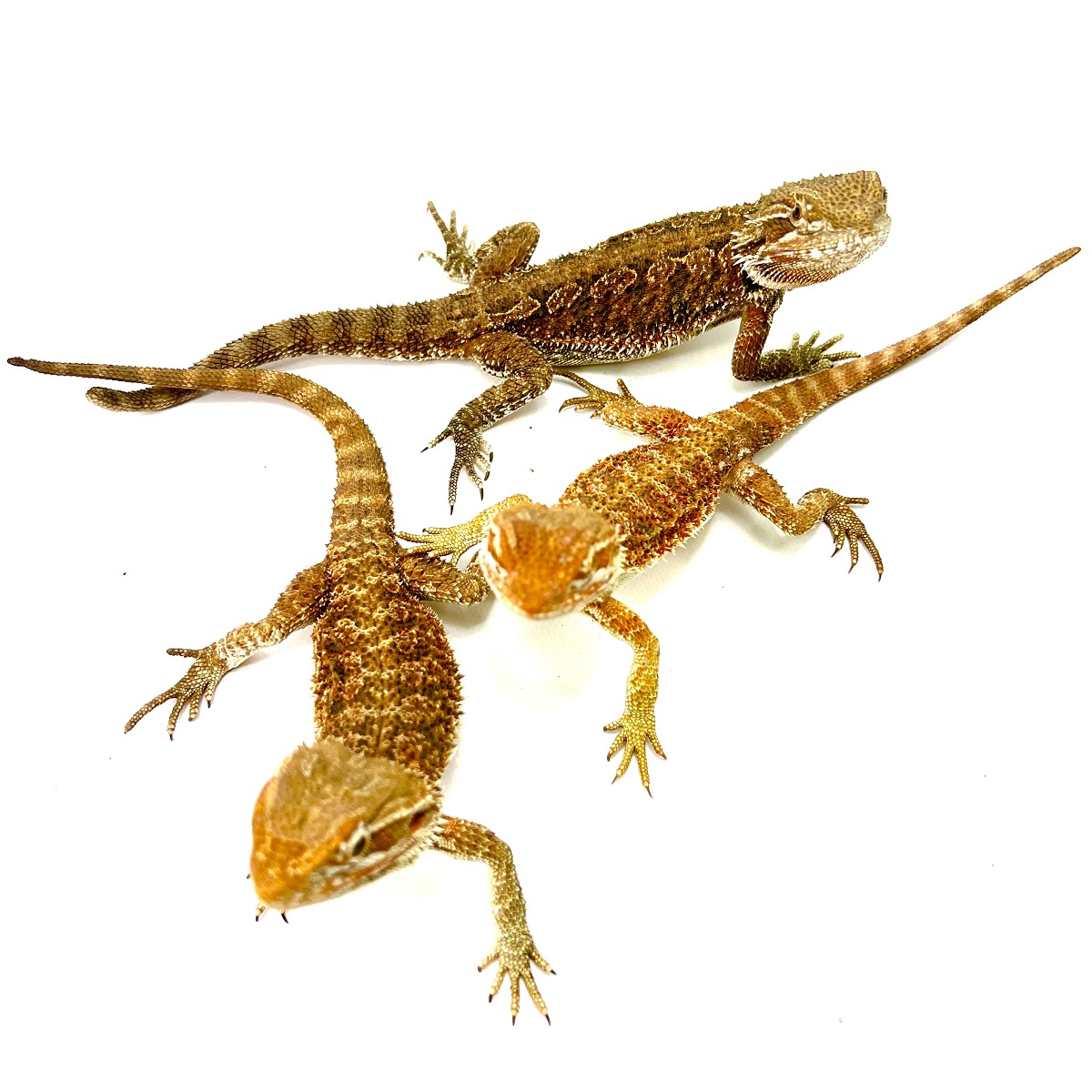 Pogona vitticeps