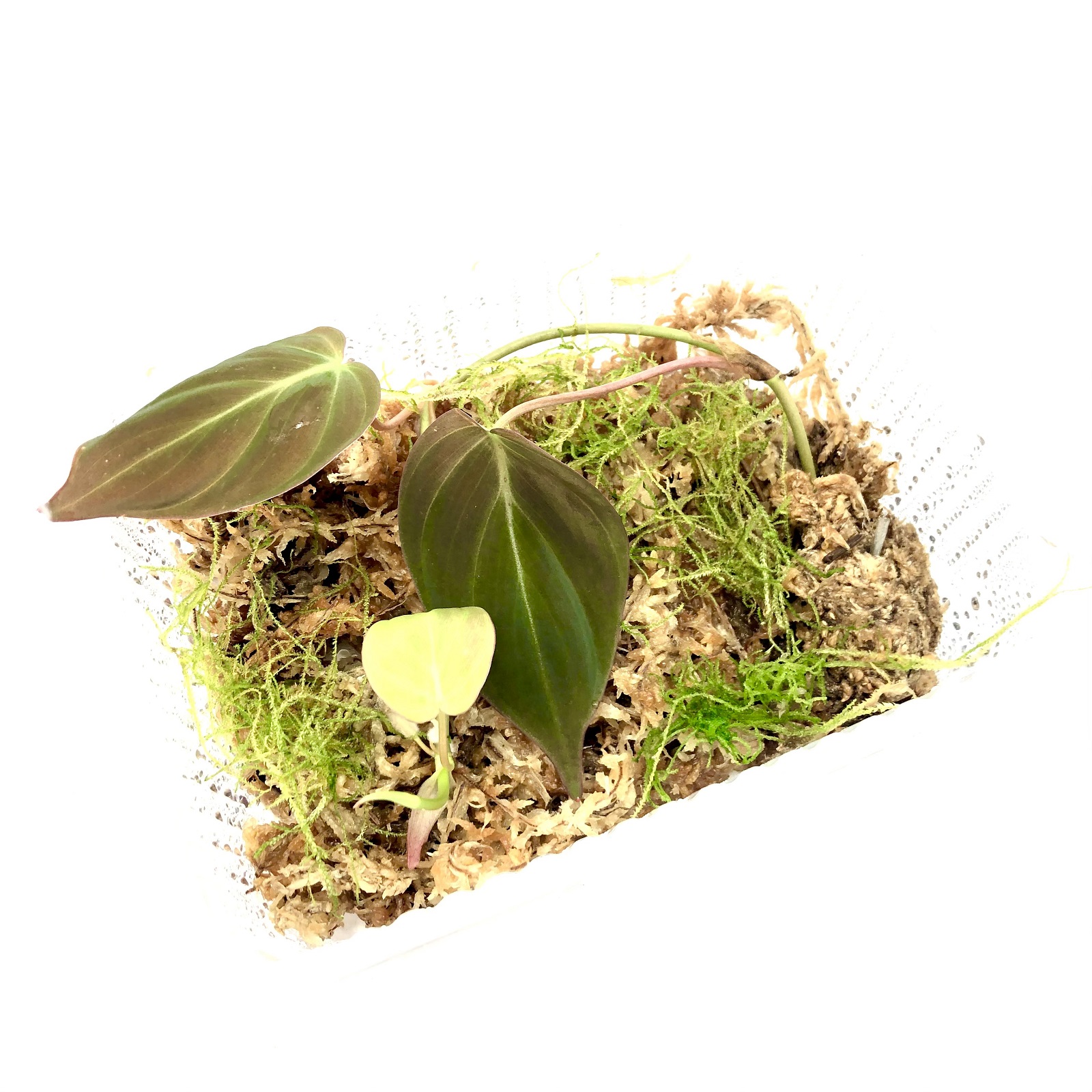 Philodendron hederaceum micans