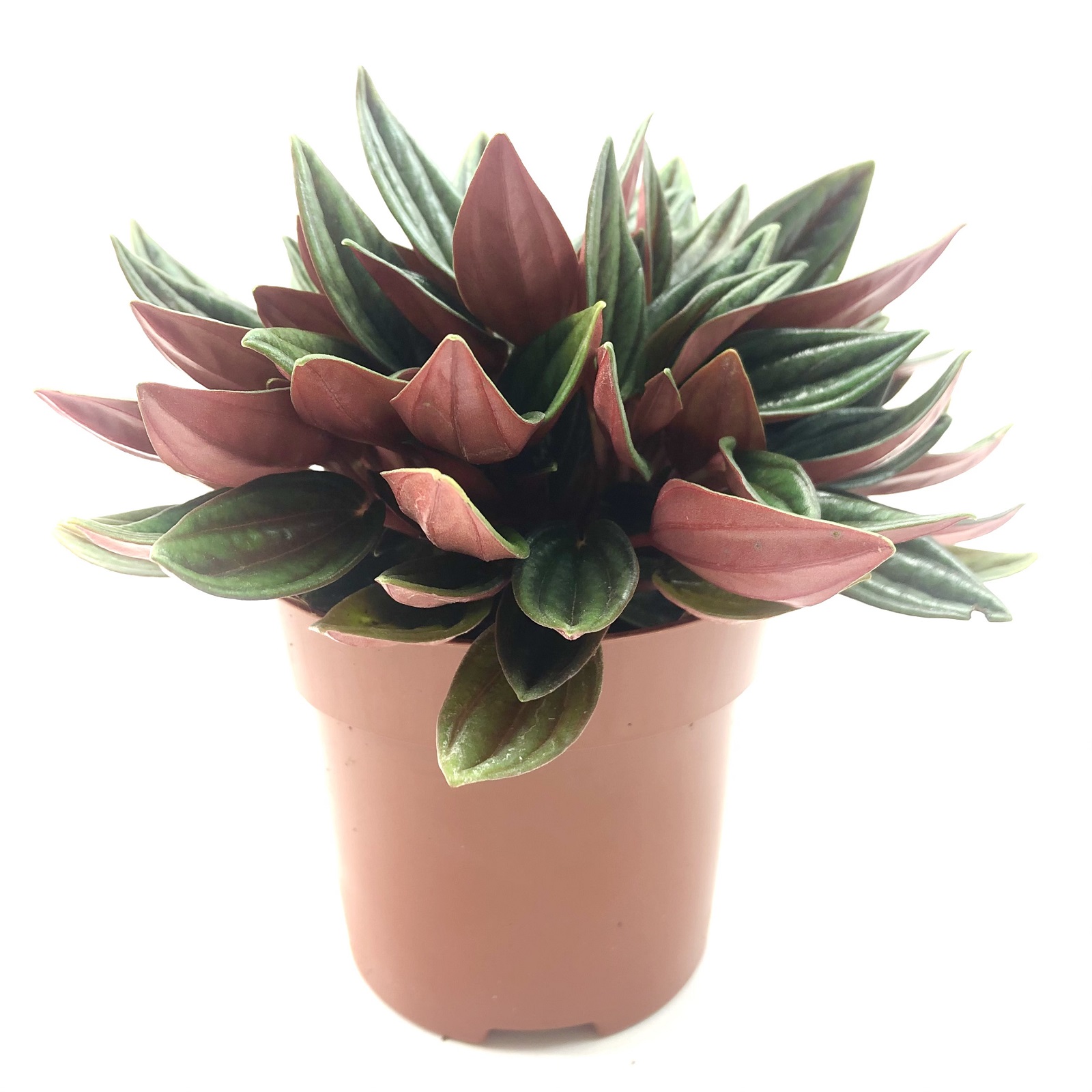 Peperomia rosso