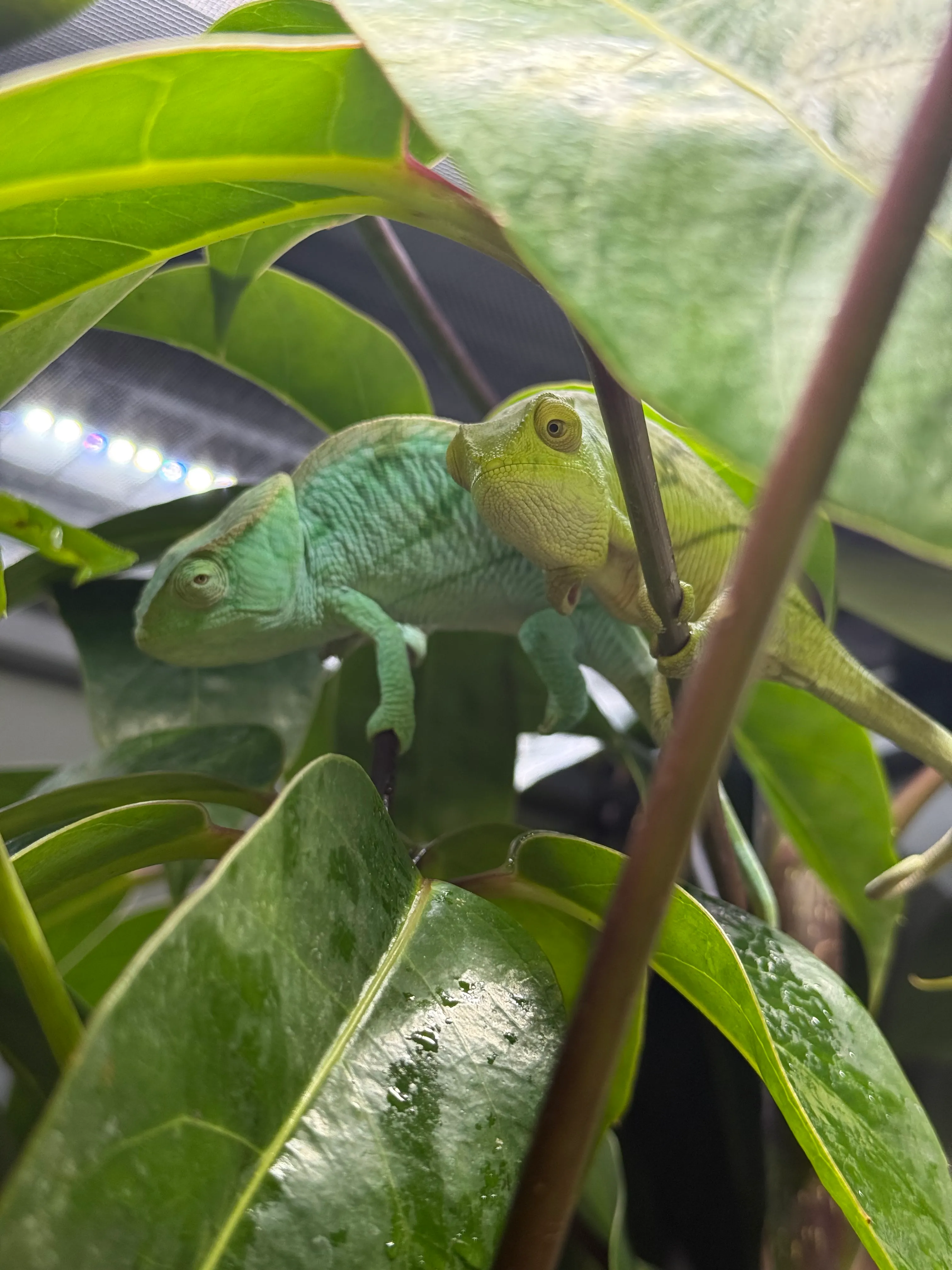 Calumma parsonii Parsons Chamäleon