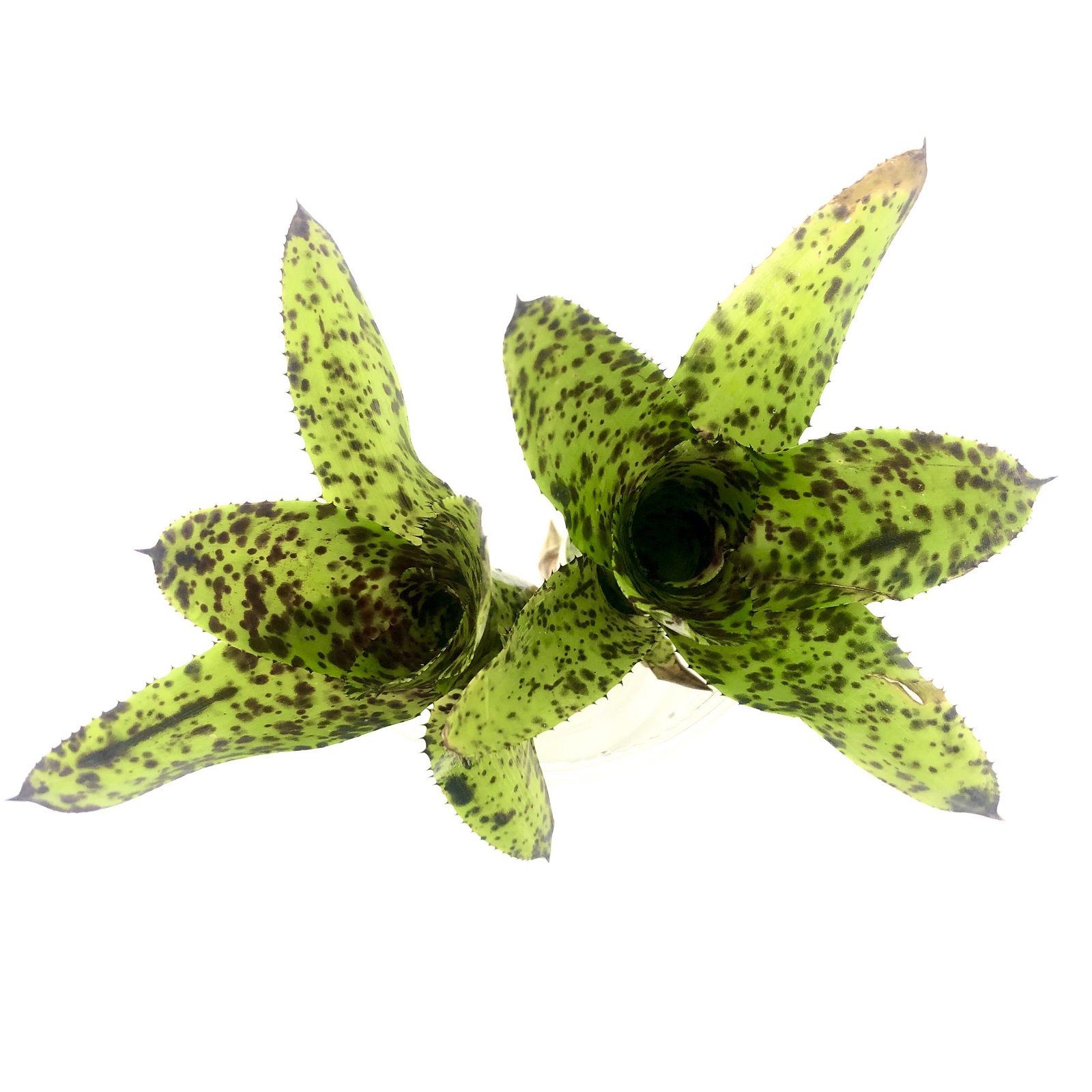 Neoregelia doris