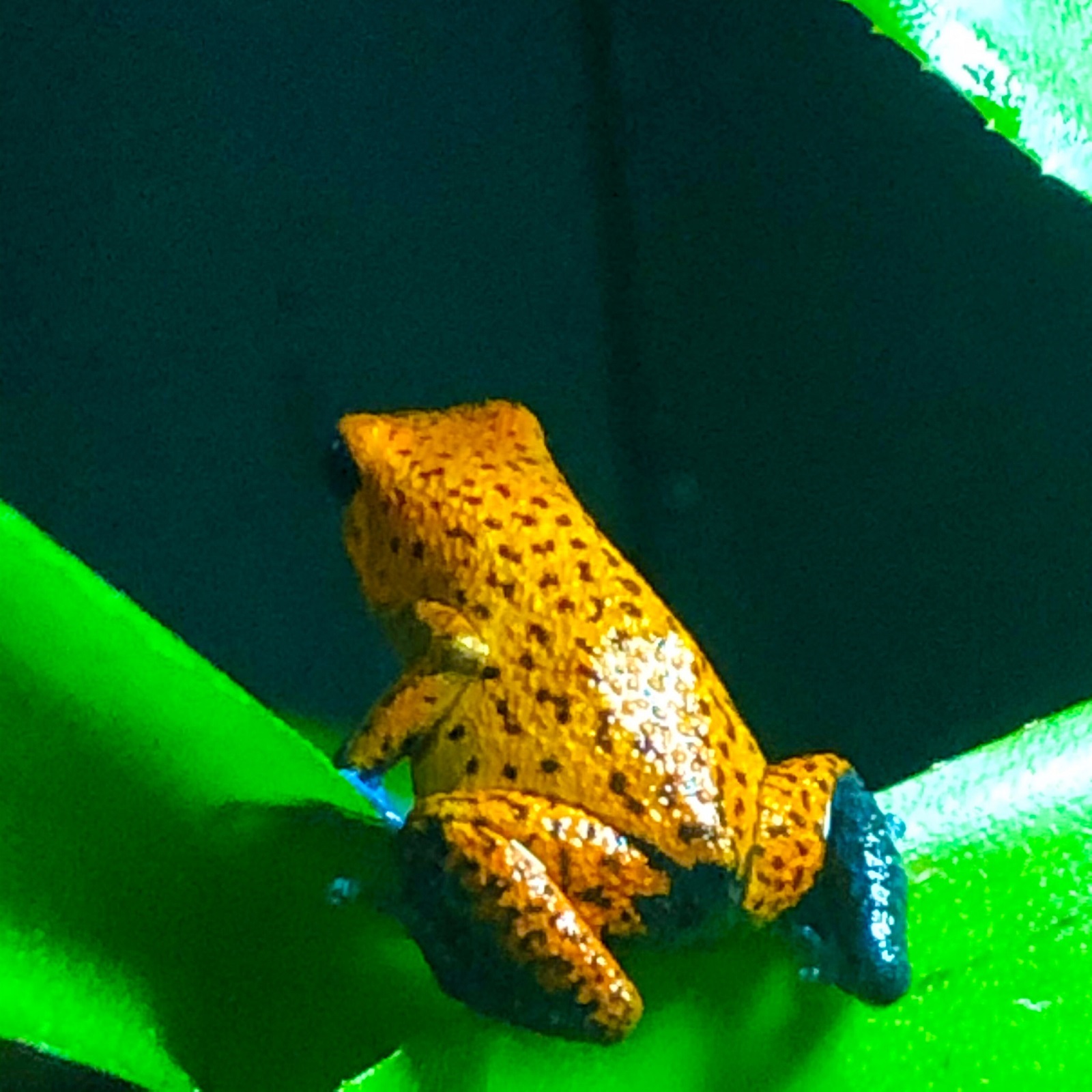 Erdbeerfrosch Oophaga pumilio cristobal