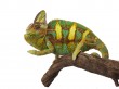 Chamaeleo calyptratus - Jemenchamäleon Chamaeleo calyptratus - Jemenchamäleon