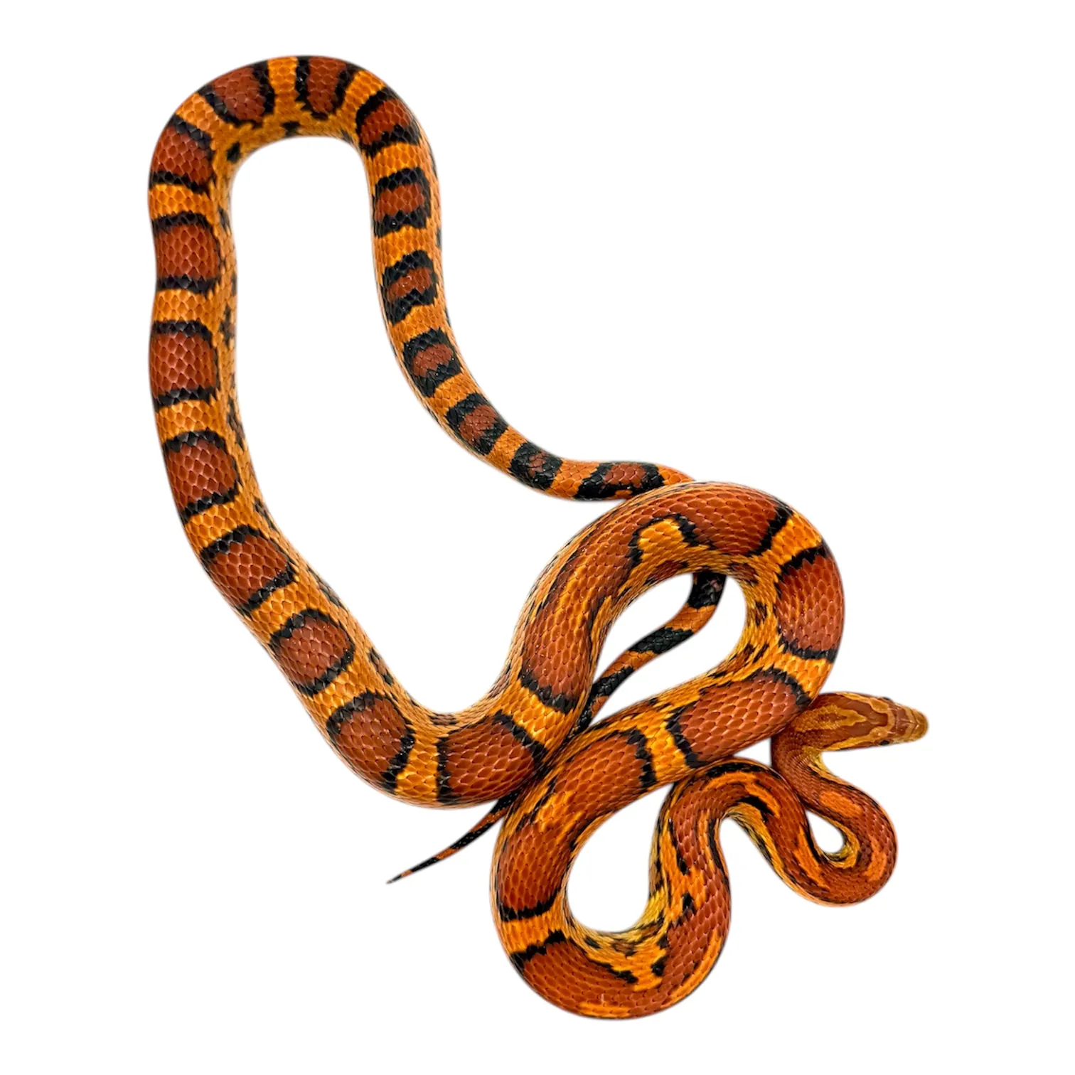 Pantherophis guttatus Abbotts Okeetee