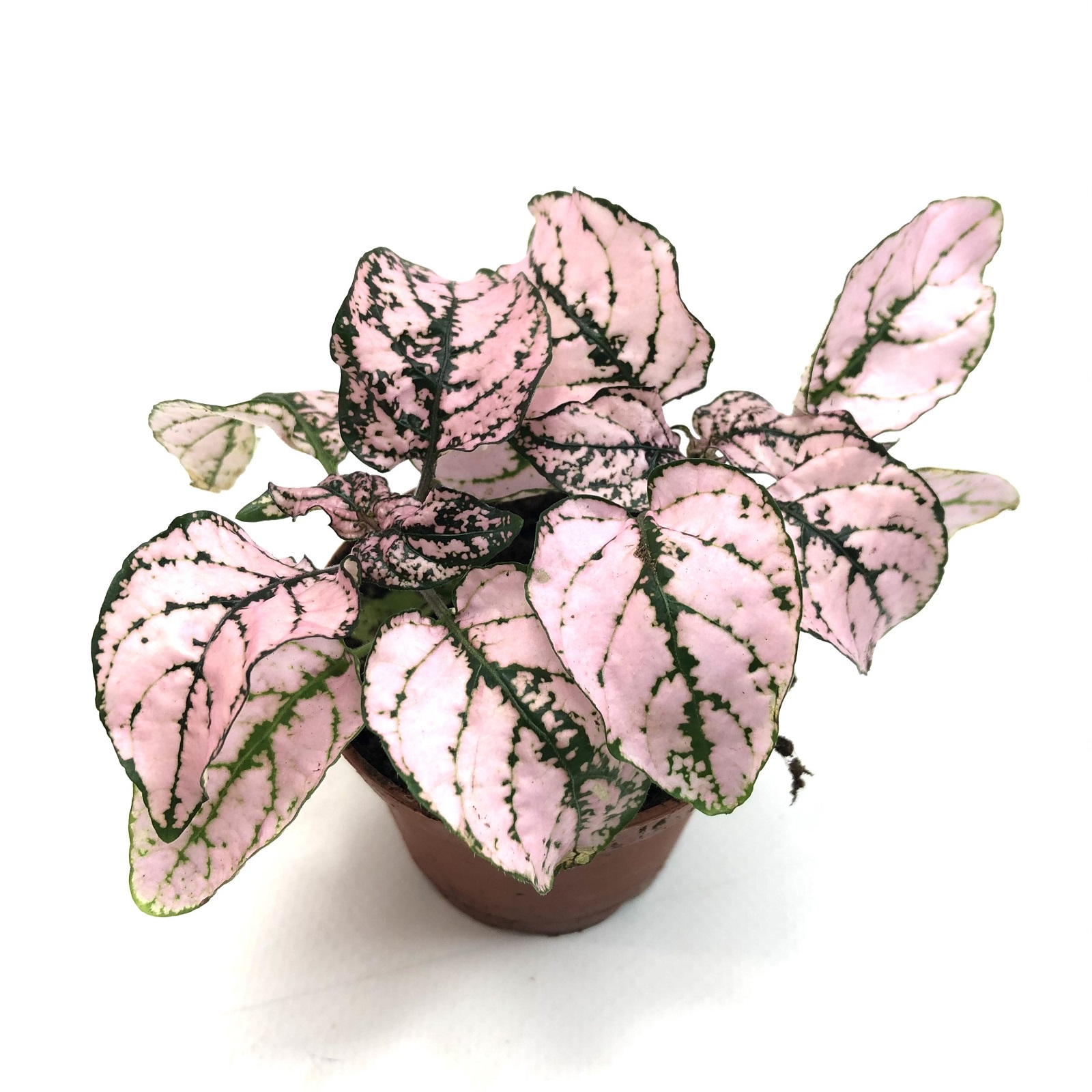 Hypoestes phyllostachya rosa