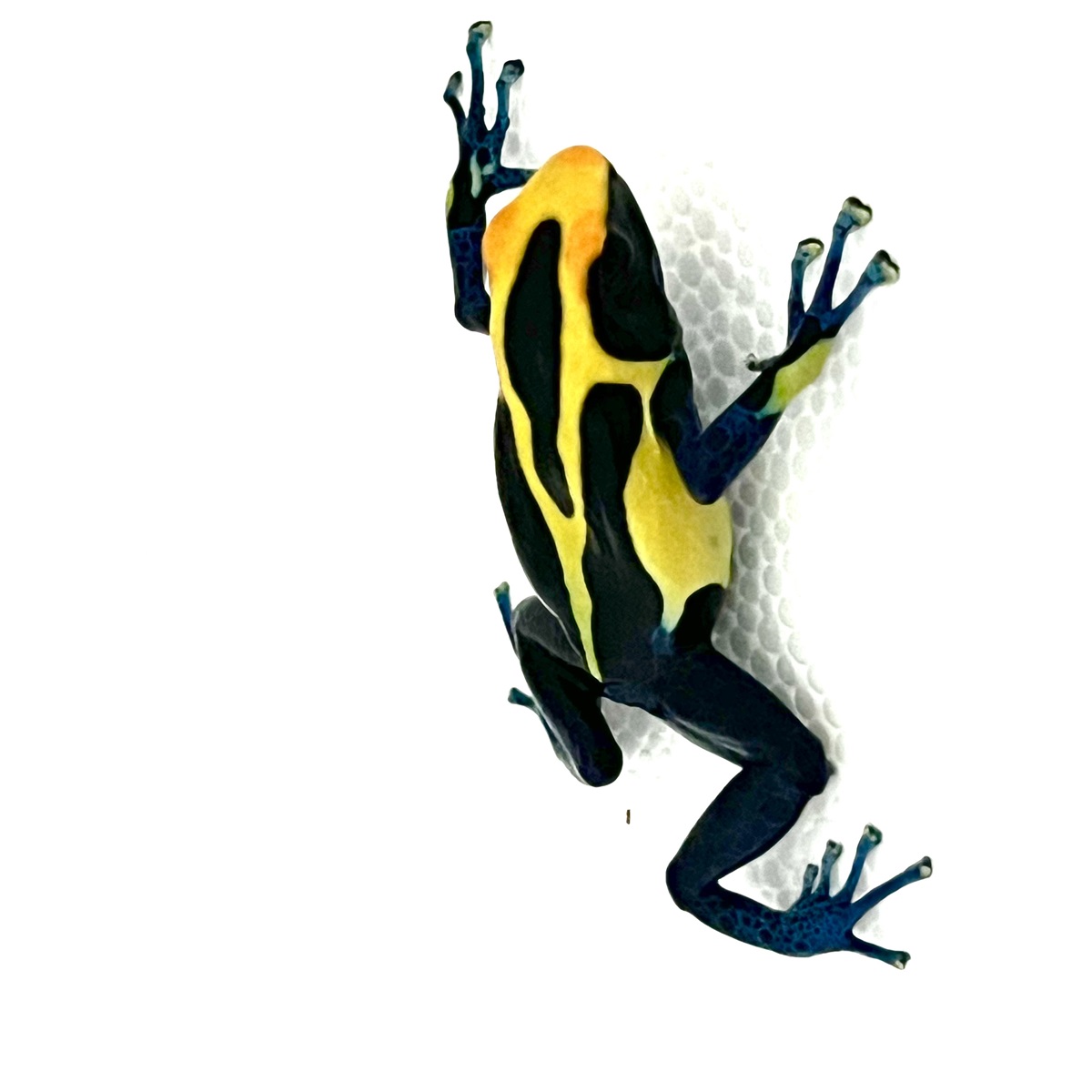 Dendrobates tinctorius Bakhuis