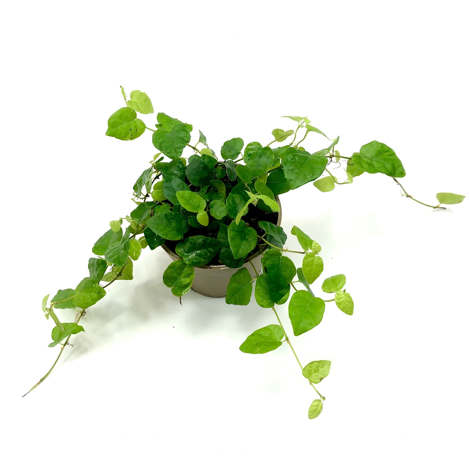 Ficus pumila