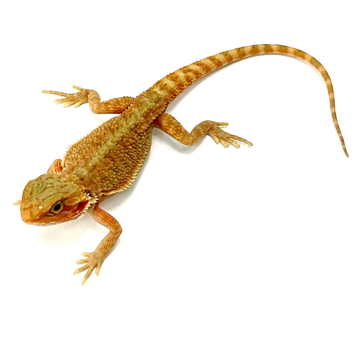 Hypo Translucent Extreme Red Bartagame